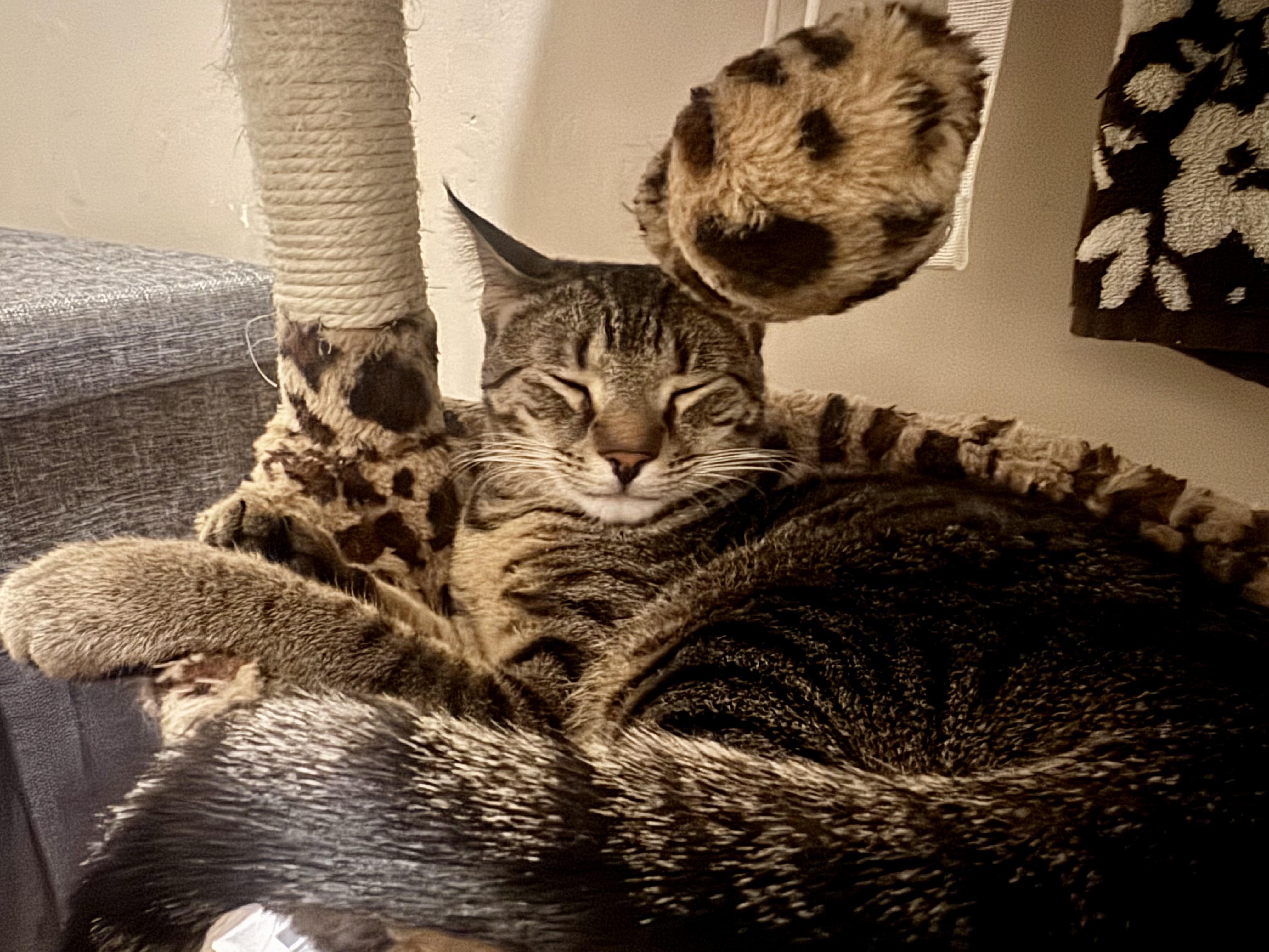 Enlarge Mocha, a Adoptable Domestic Short Hair in Galloway, NJ image 6/6