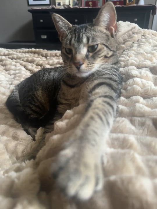 Enlarge Mocha, a Adoptable Domestic Short Hair in Galloway, NJ video 5/6