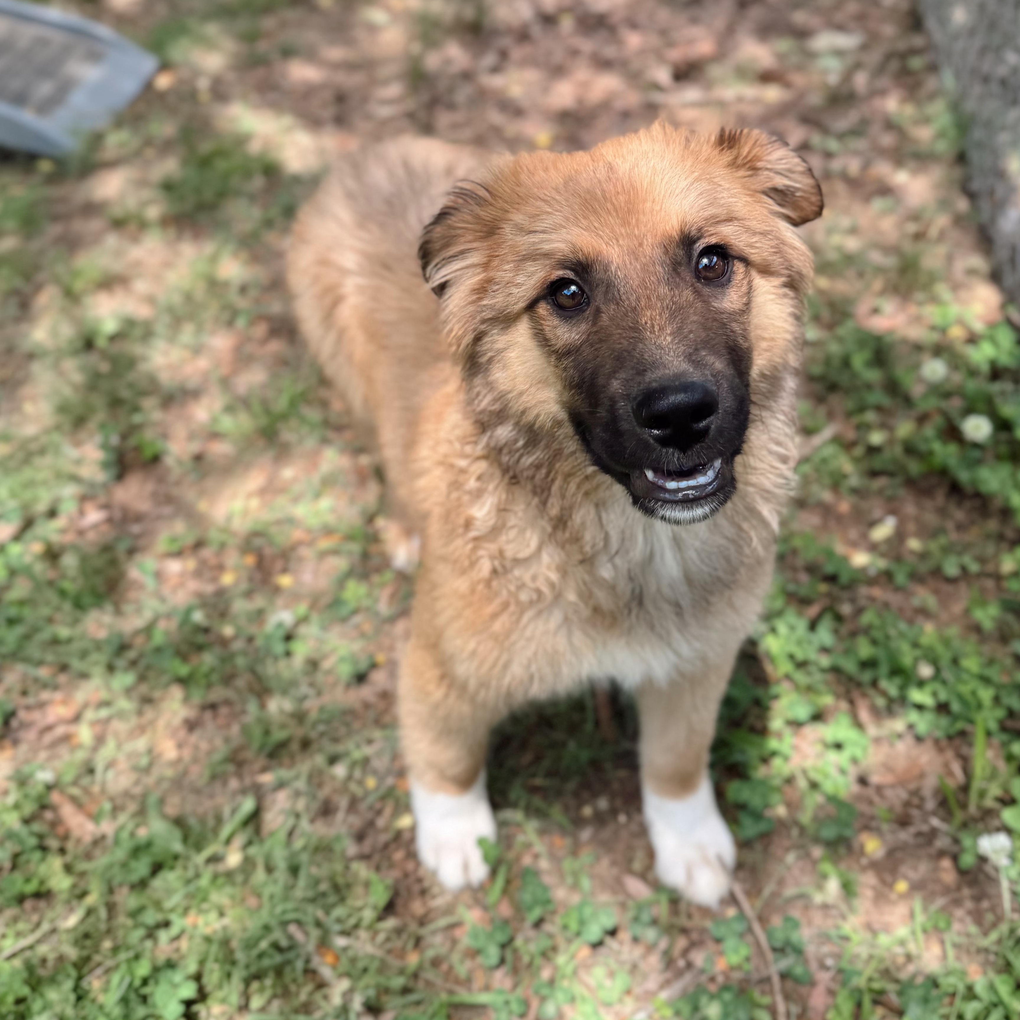 Frizzle, a Adoptable Mixed Breed in Rossville, TN image 2/6