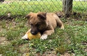 Frizzle, a Adoptable Mixed Breed in Rossville, TN image 5/6
