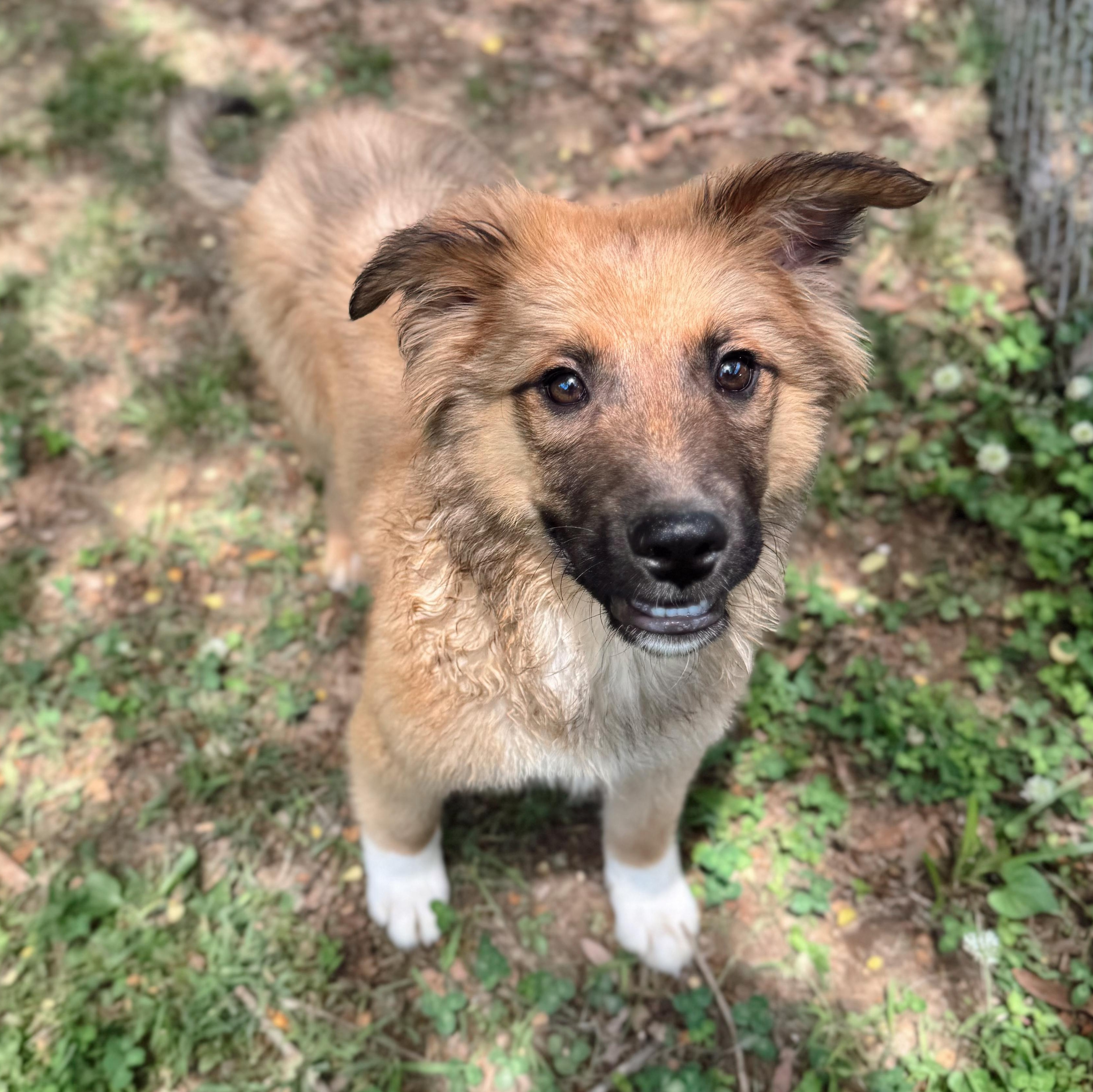 Frizzle, Adoptable, Young Male Mixed Breed.