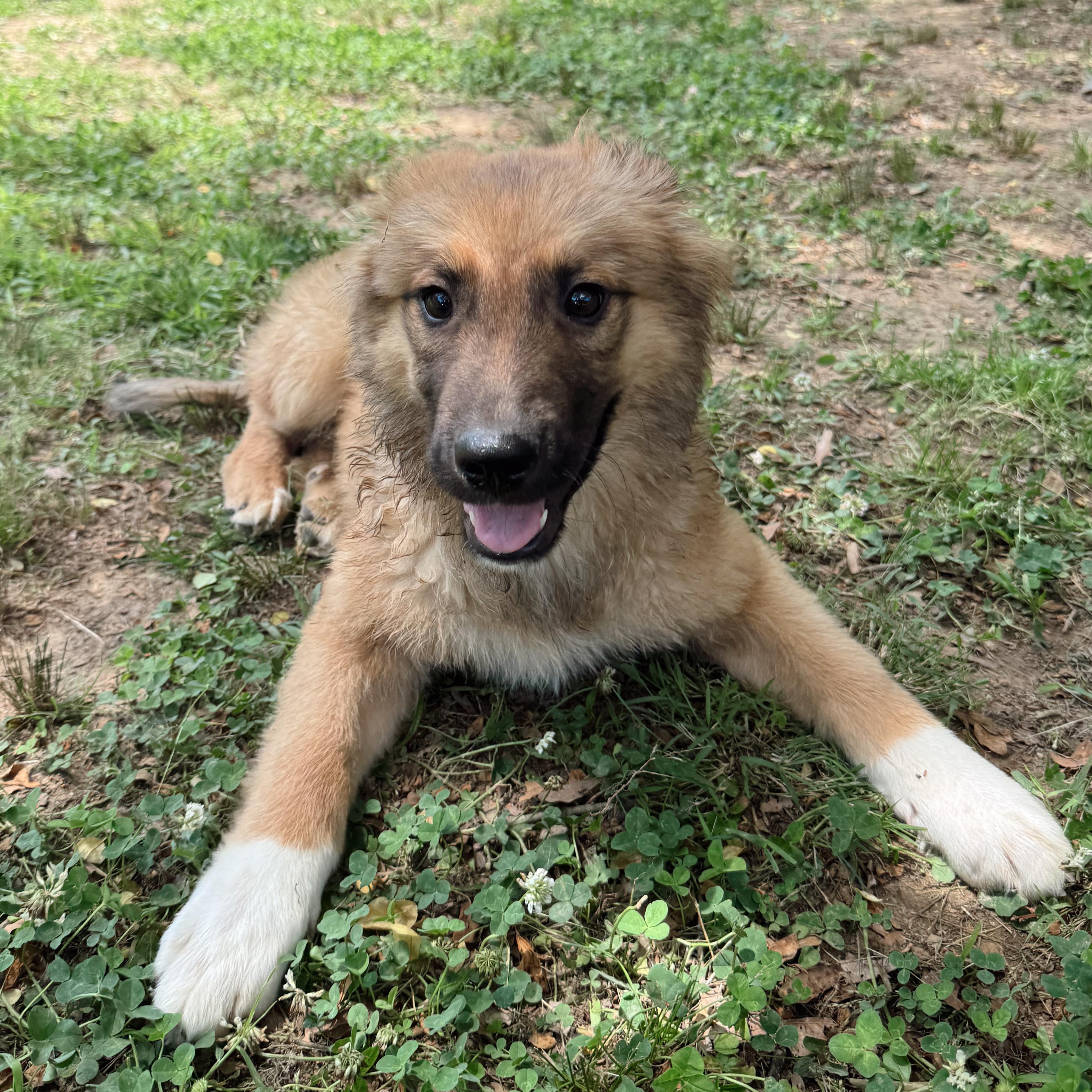 Frizzle, a Adoptable Mixed Breed in Rossville, TN image 3/6