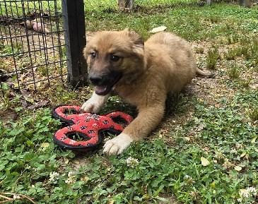 Frizzle, a Adoptable Mixed Breed in Rossville, TN image 4/6