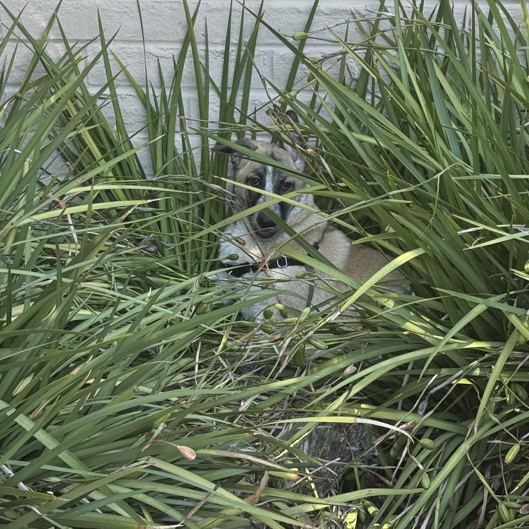 Blackjack, Adoptable, Young Male German Shepherd Dog & Mixed Breed.