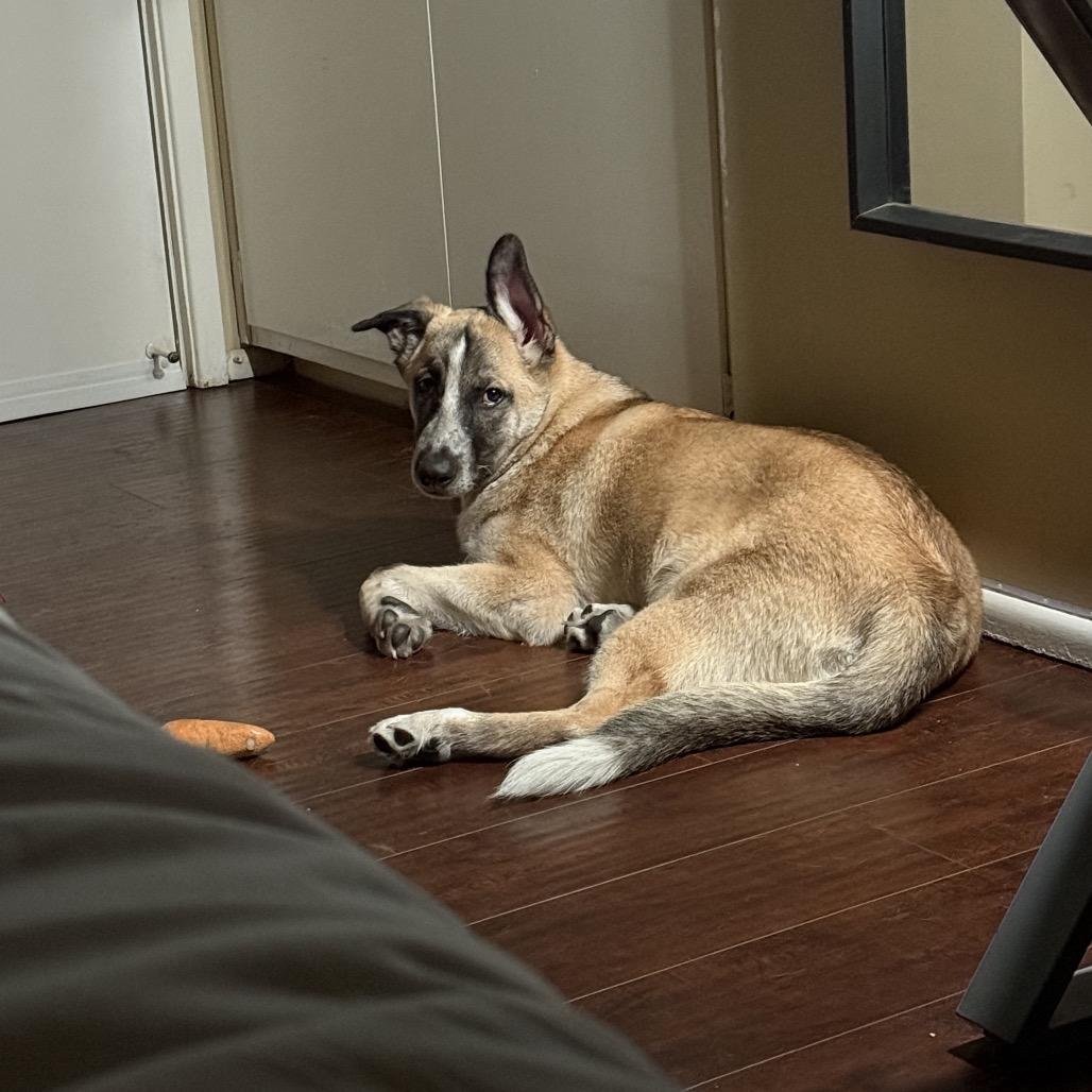 Blackjack, a Adoptable mixed breed in San Diego, CA image 2/6