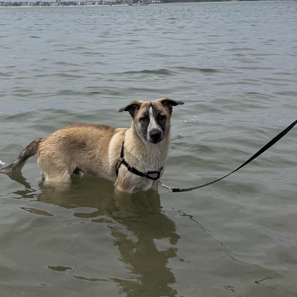 Blackjack, a Adoptable mixed breed in San Diego, CA image 3/6