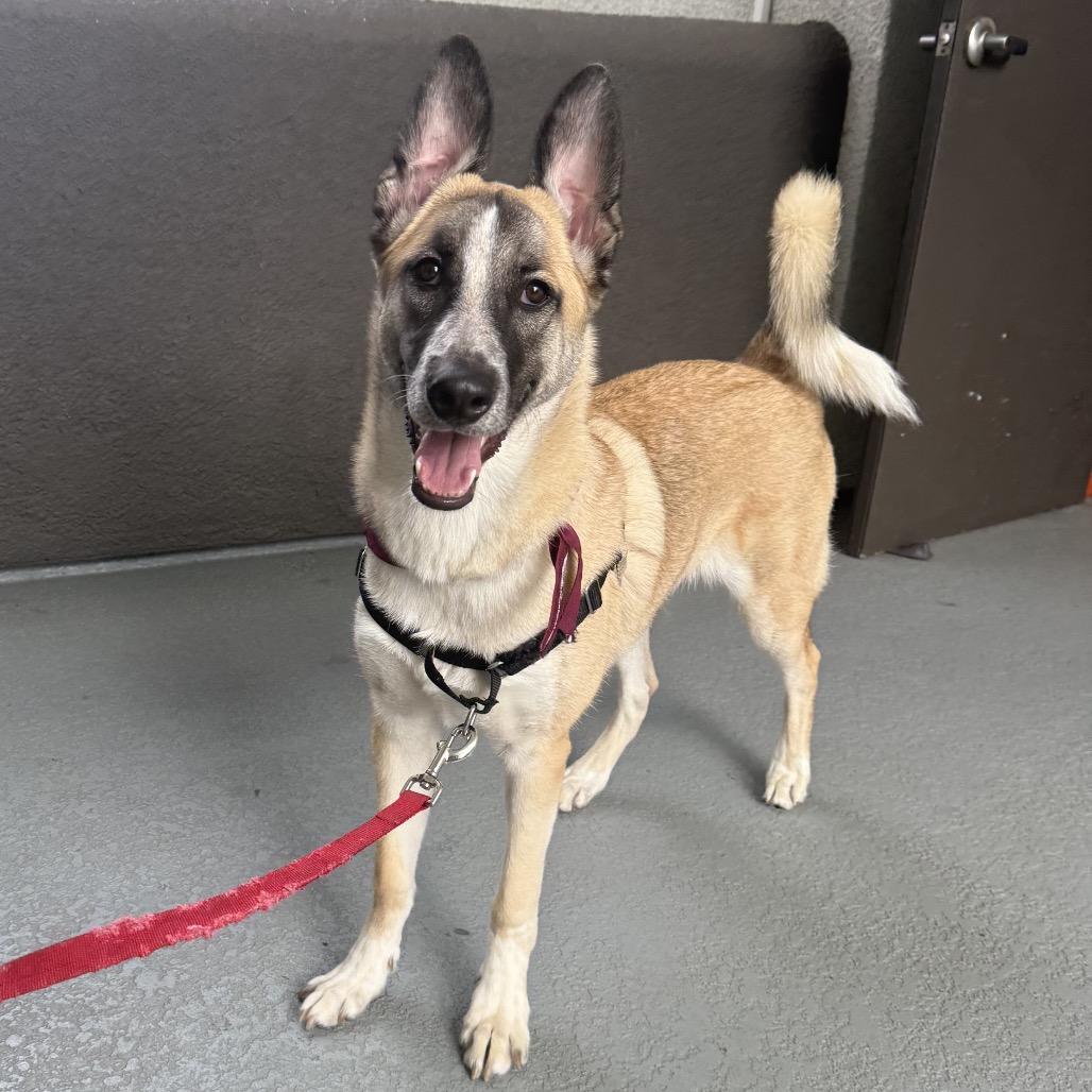 Blackjack, a Adoptable mixed breed in San Diego, CA image 4/6