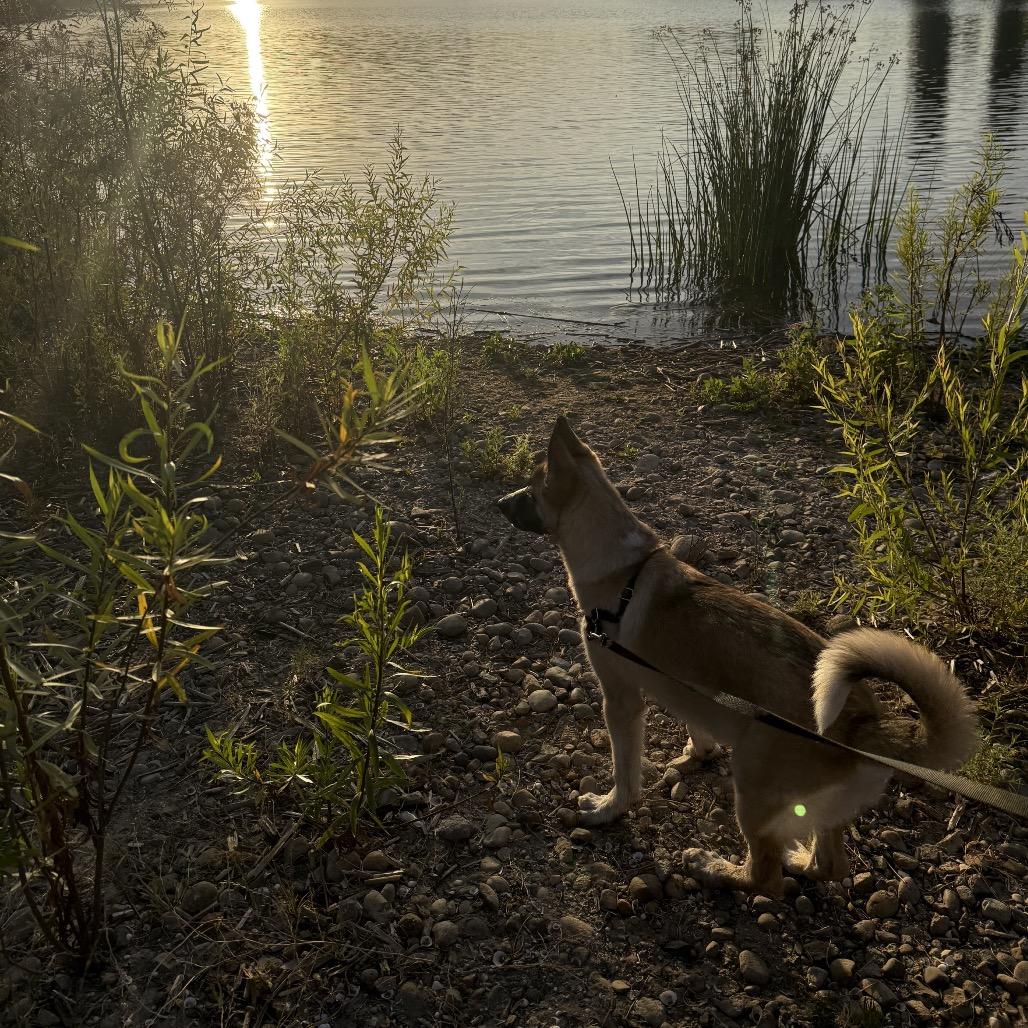 Blackjack, a Adoptable mixed breed in San Diego, CA image 5/6