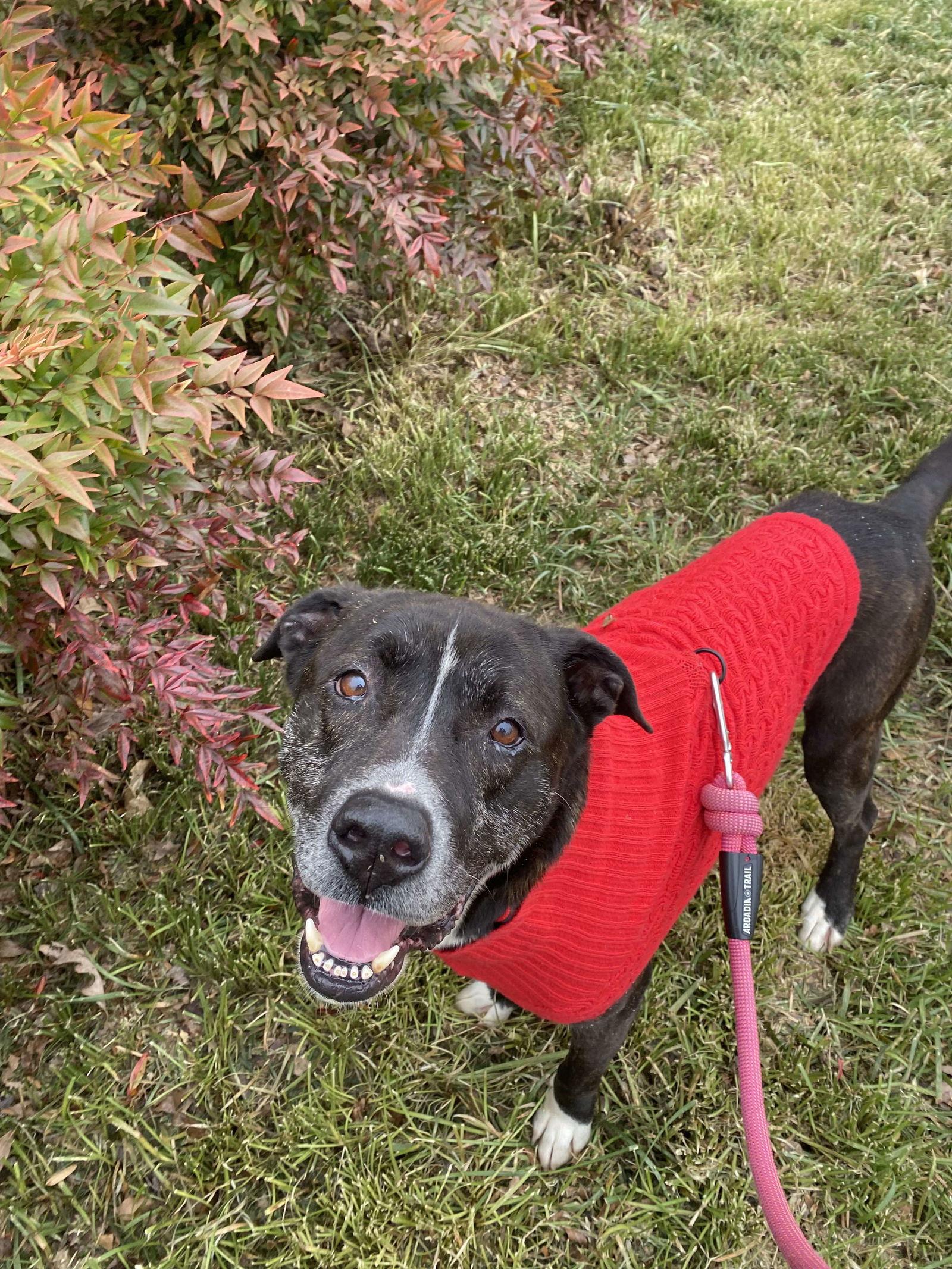 Enlarge Walton, a Adoptable Plott Hound in Holly Springs, NC image 1/3