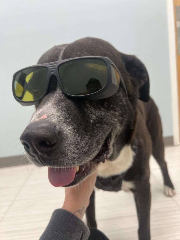 Enlarge Walton, a Adoptable Plott Hound in Holly Springs, NC image 2/3