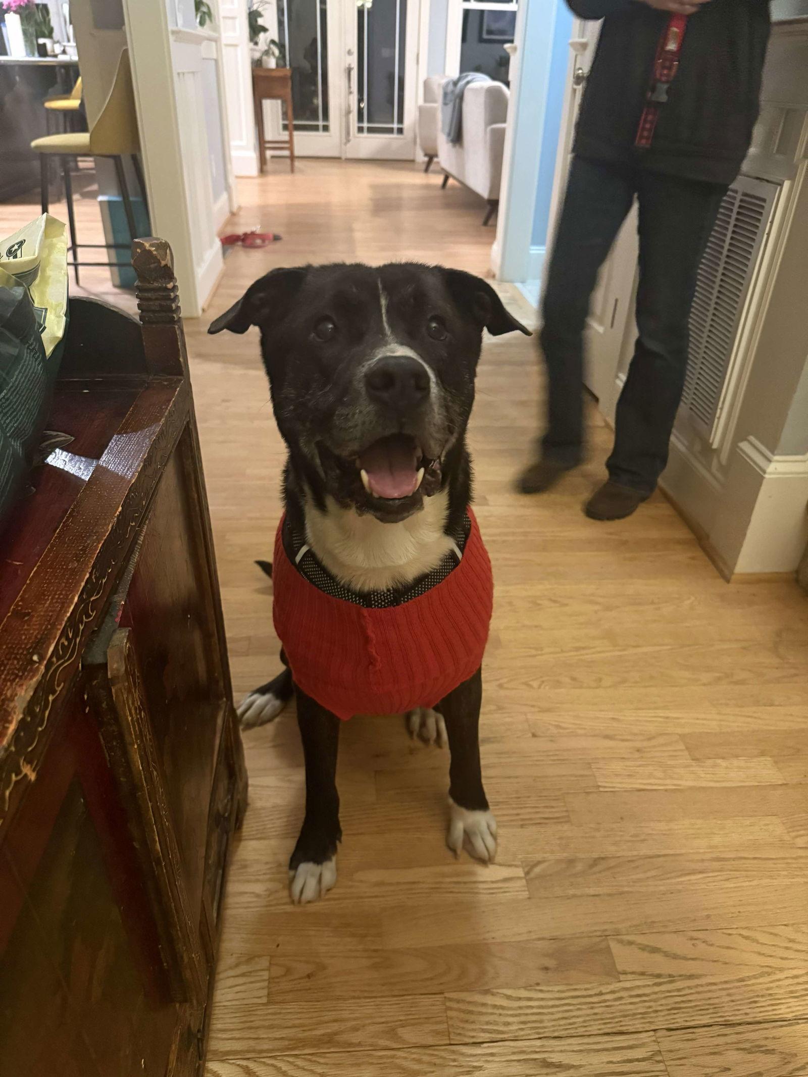 Enlarge Walton, a Adoptable Plott Hound in Holly Springs, NC image 3/3