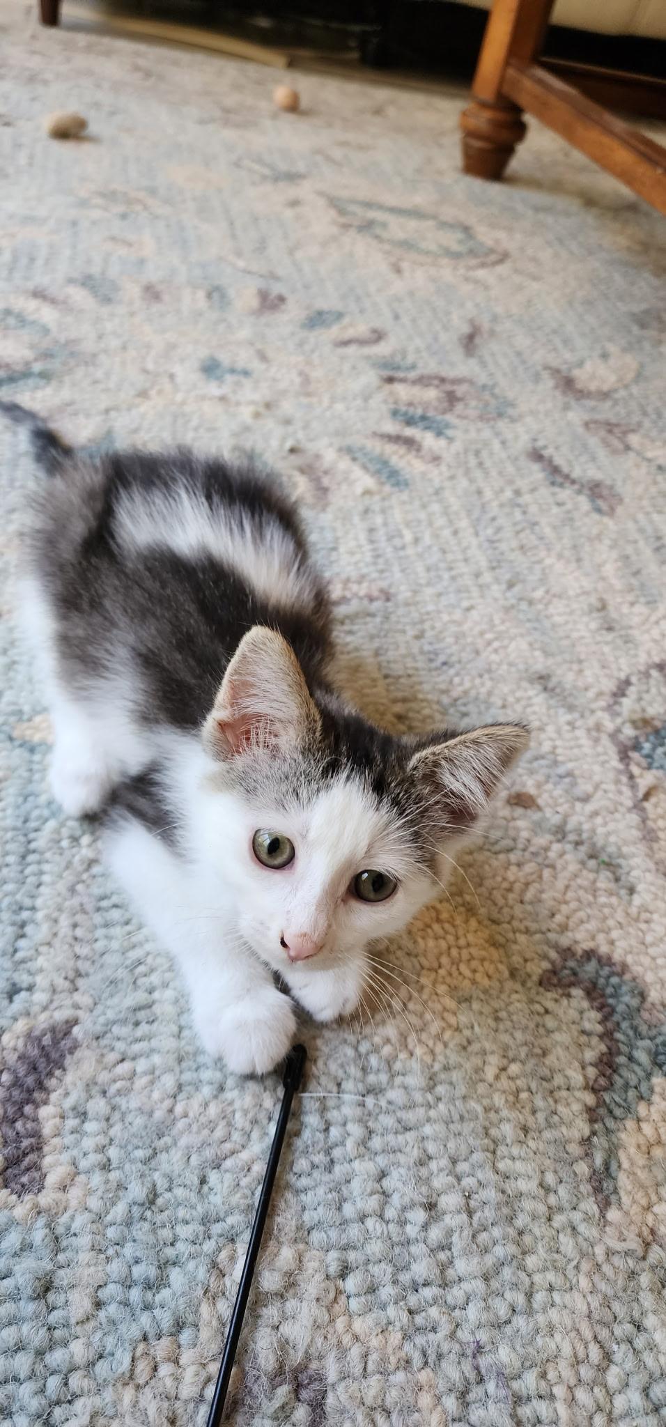 Enlarge Barbara Streisand, a Adoptable mixed breed in Kenosha , WI image 2/3