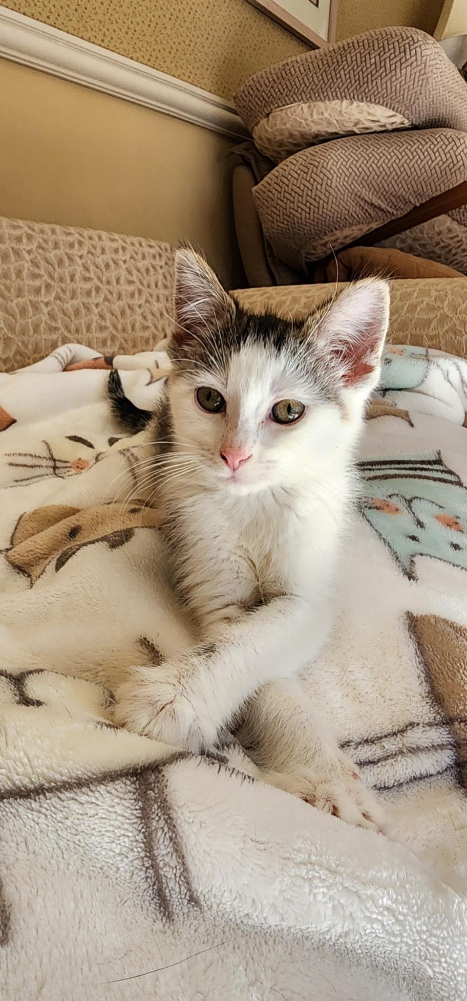 Enlarge Barbara Streisand, a Adoptable mixed breed in Kenosha , WI image 1/3