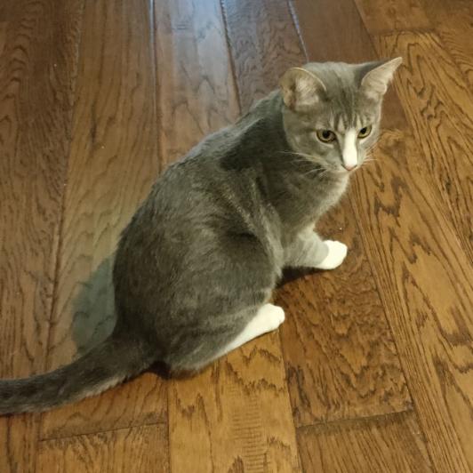 Hulk, Adoptable, Young Male Domestic Short Hair.