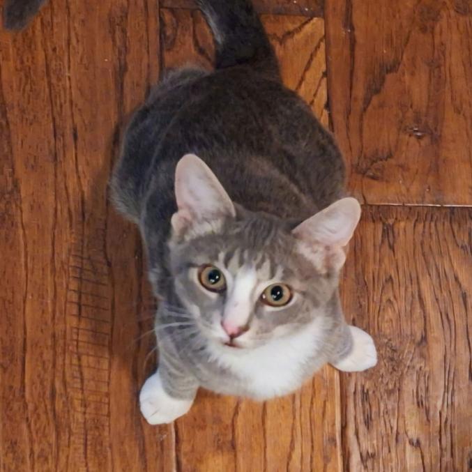 Enlarge Hulk, a Adoptable Domestic Short Hair in Houston, TX image 2/2