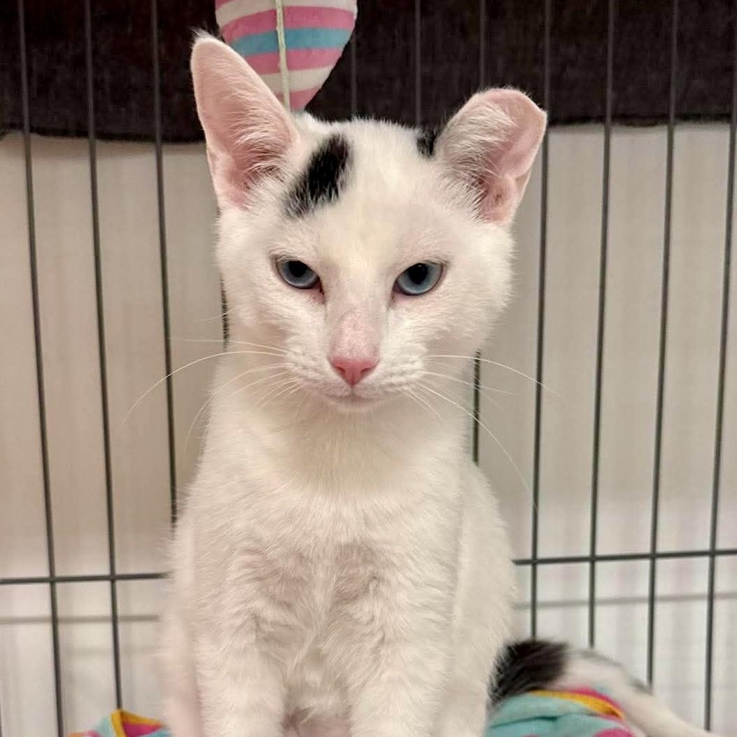 Enlarge Tiberius, a Adoptable Domestic Short Hair in Oldsmar, FL image 3/3