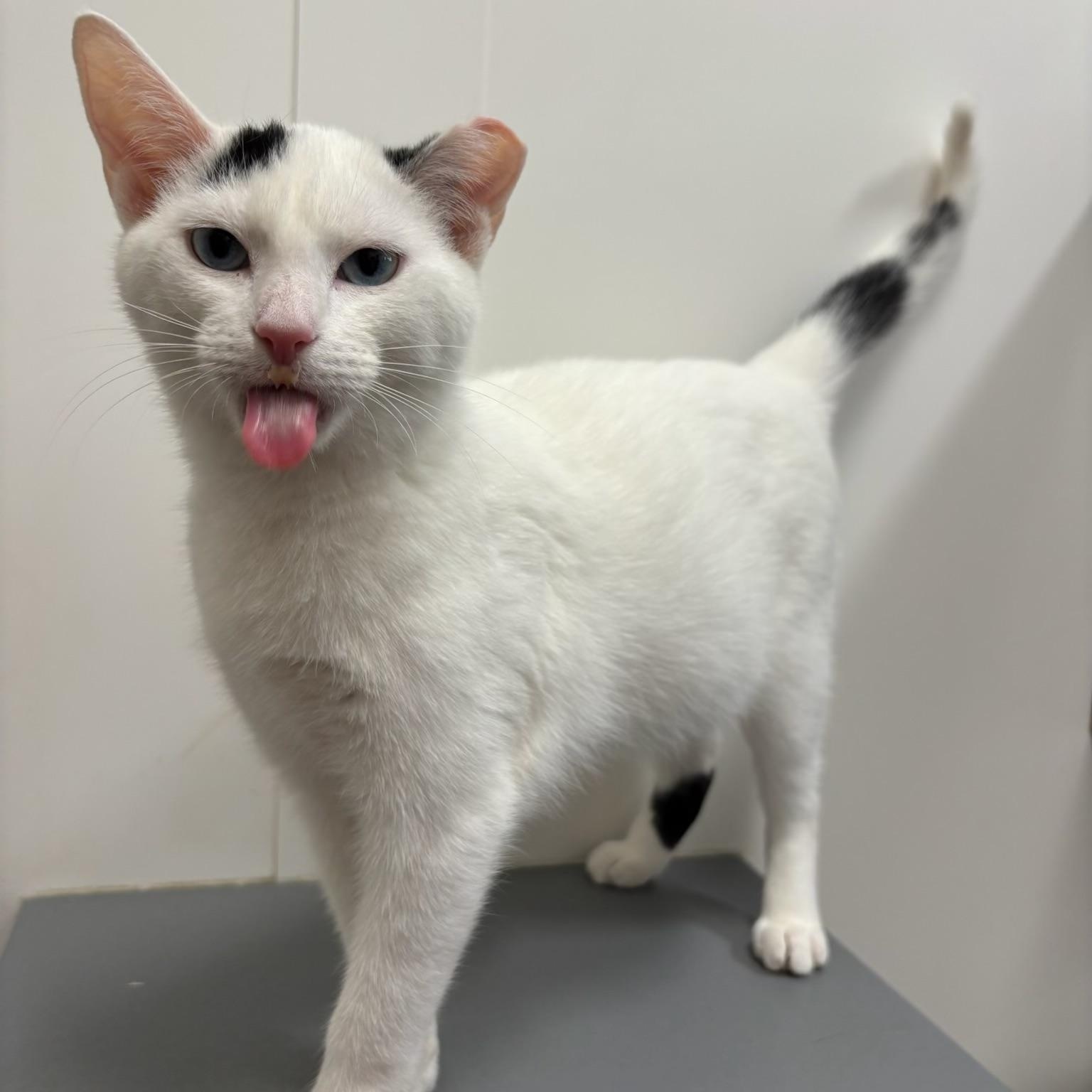 Enlarge Tiberius, a Adoptable Domestic Short Hair in Oldsmar, FL image 2/3