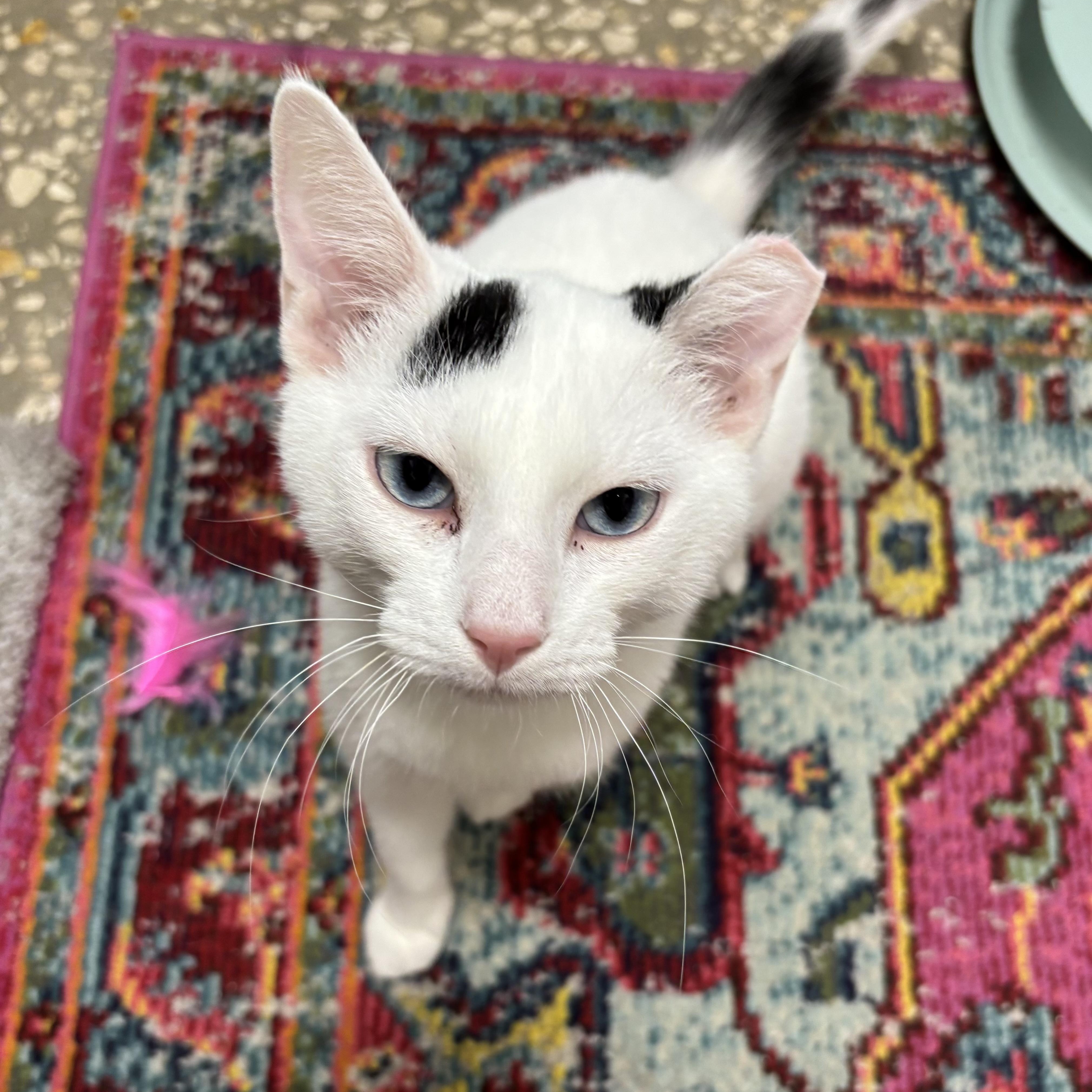 Tiberius, Adoptable, Kitten Male Domestic Short Hair.