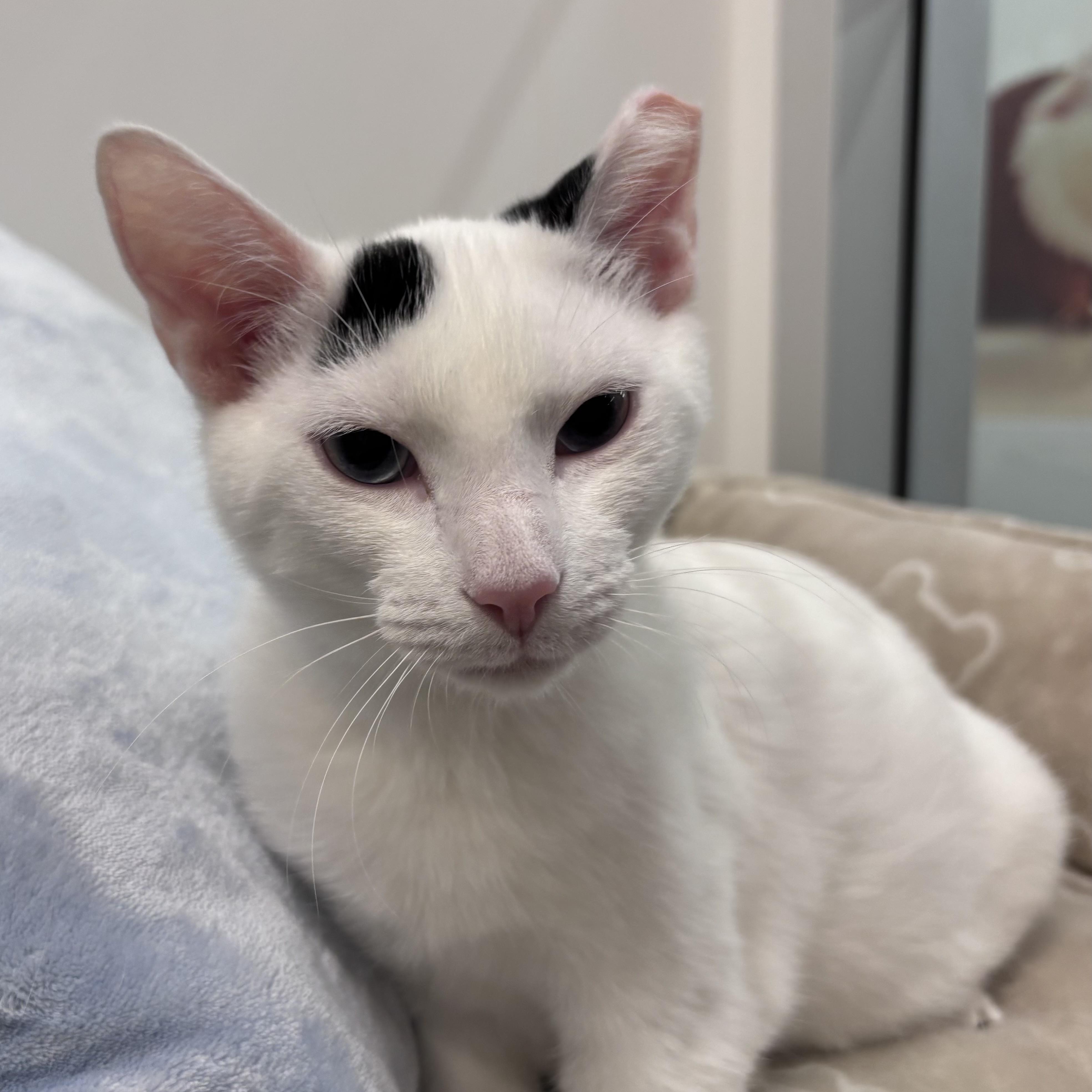 Enlarge Tiberius, a Adoptable Domestic Short Hair in Oldsmar, FL image 2/6