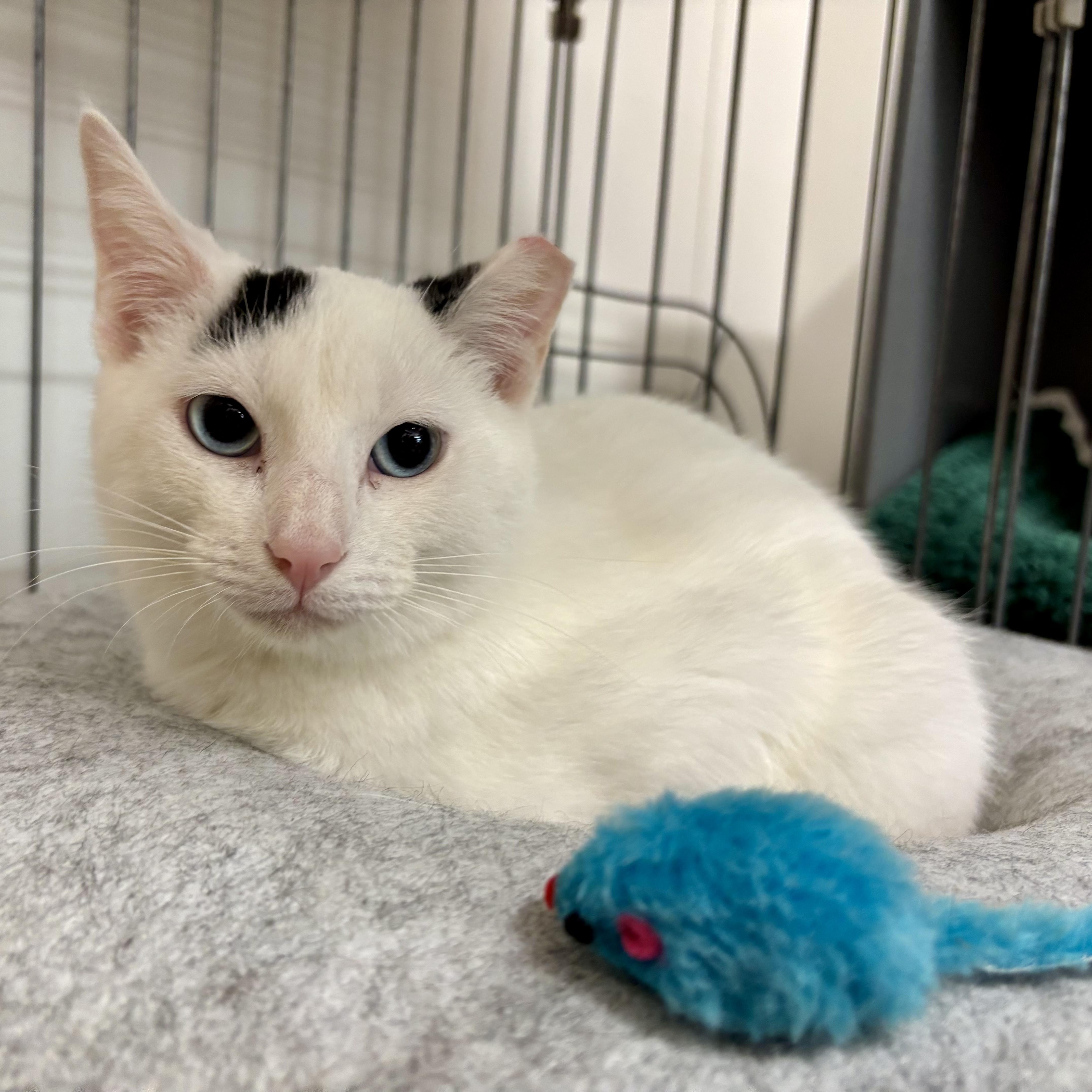 Enlarge Tiberius, a Adoptable Domestic Short Hair in Oldsmar, FL image 1/3
