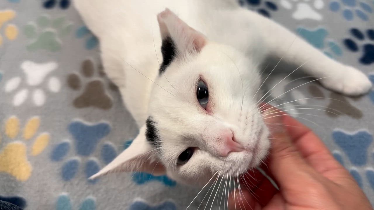 Enlarge Tiberius, a Adoptable Domestic Short Hair in Oldsmar, FL video 6/6