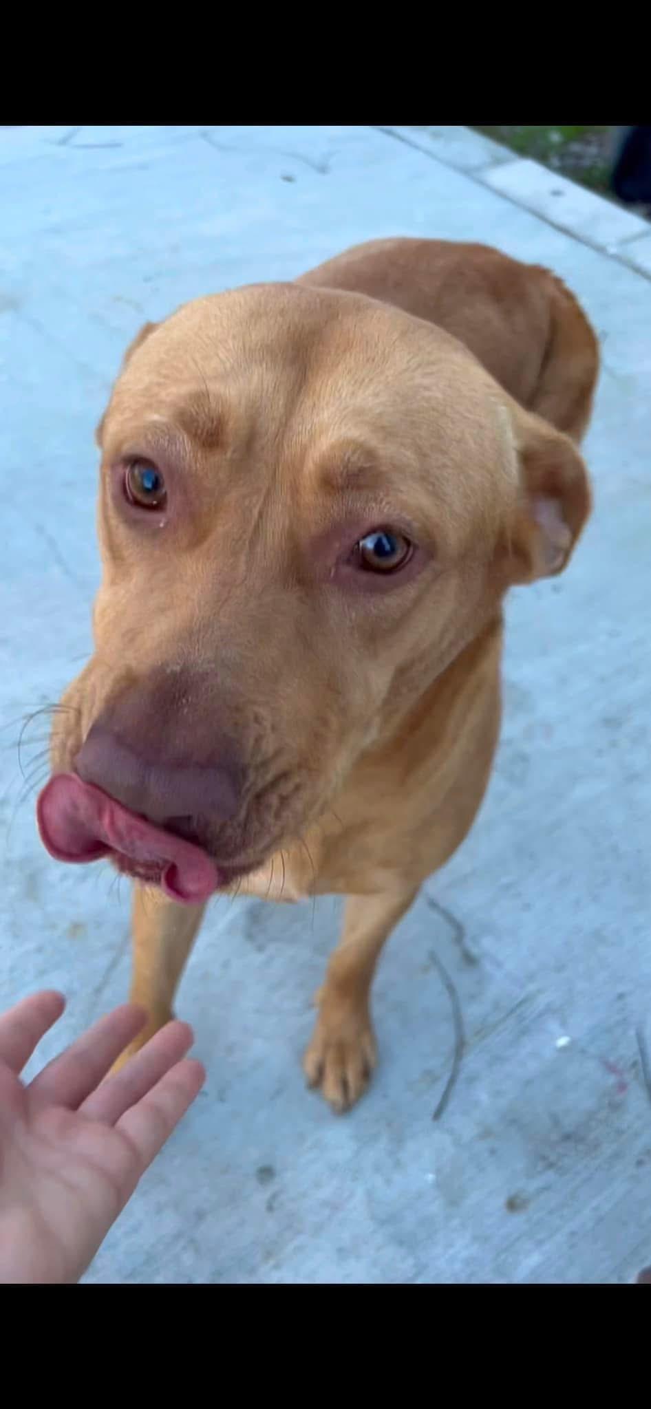 Daisy, a Adoptable Mixed Breed image 1/2