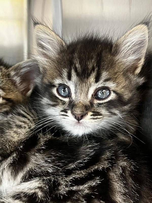 Gravy, Adoptable, Kitten Male Domestic Short Hair.