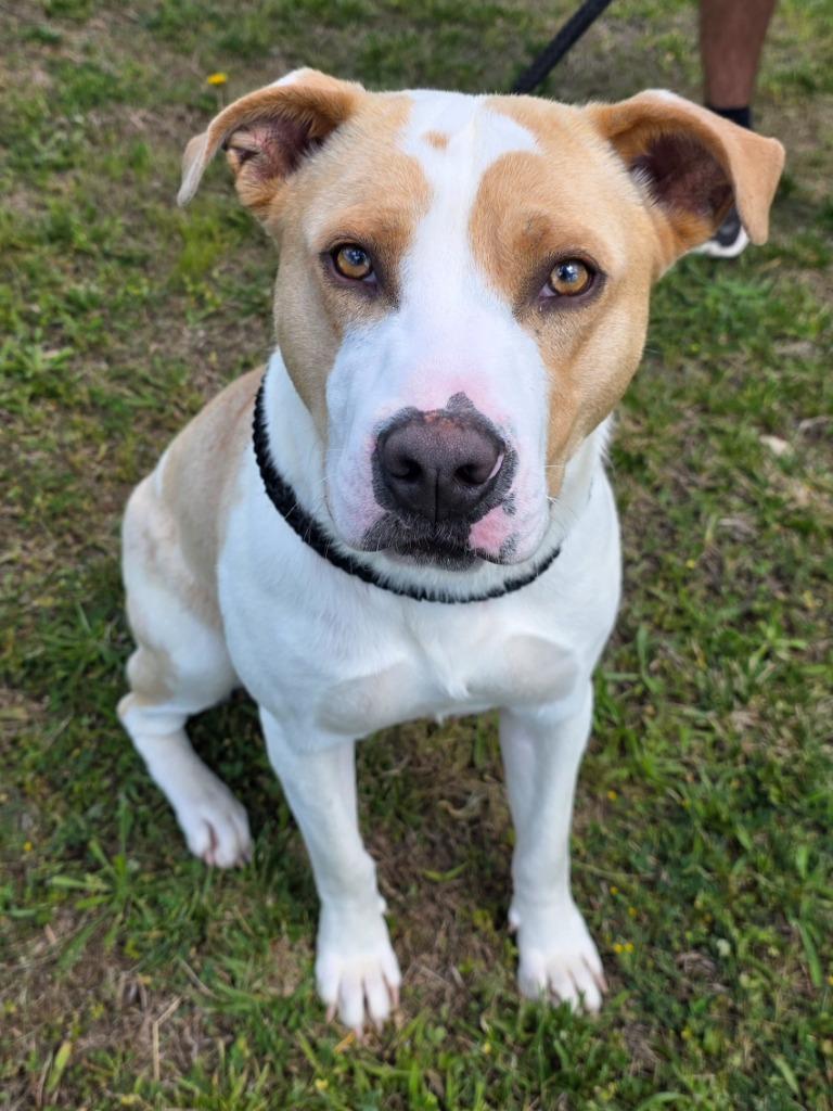Leander / AC 27846, Adoptable, Young Male Pit Bull Terrier & Terrier.