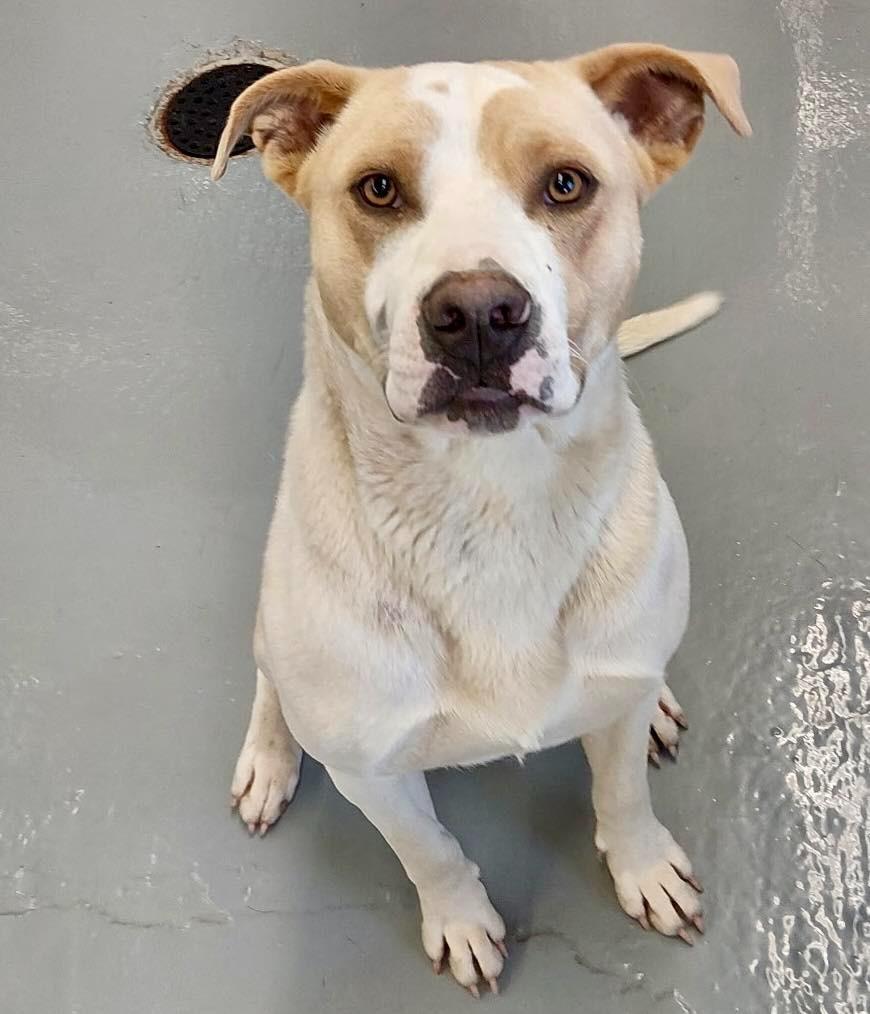 Leander / AC 27846, a Adoptable mixed breed in Greeneville, TN image 2/2