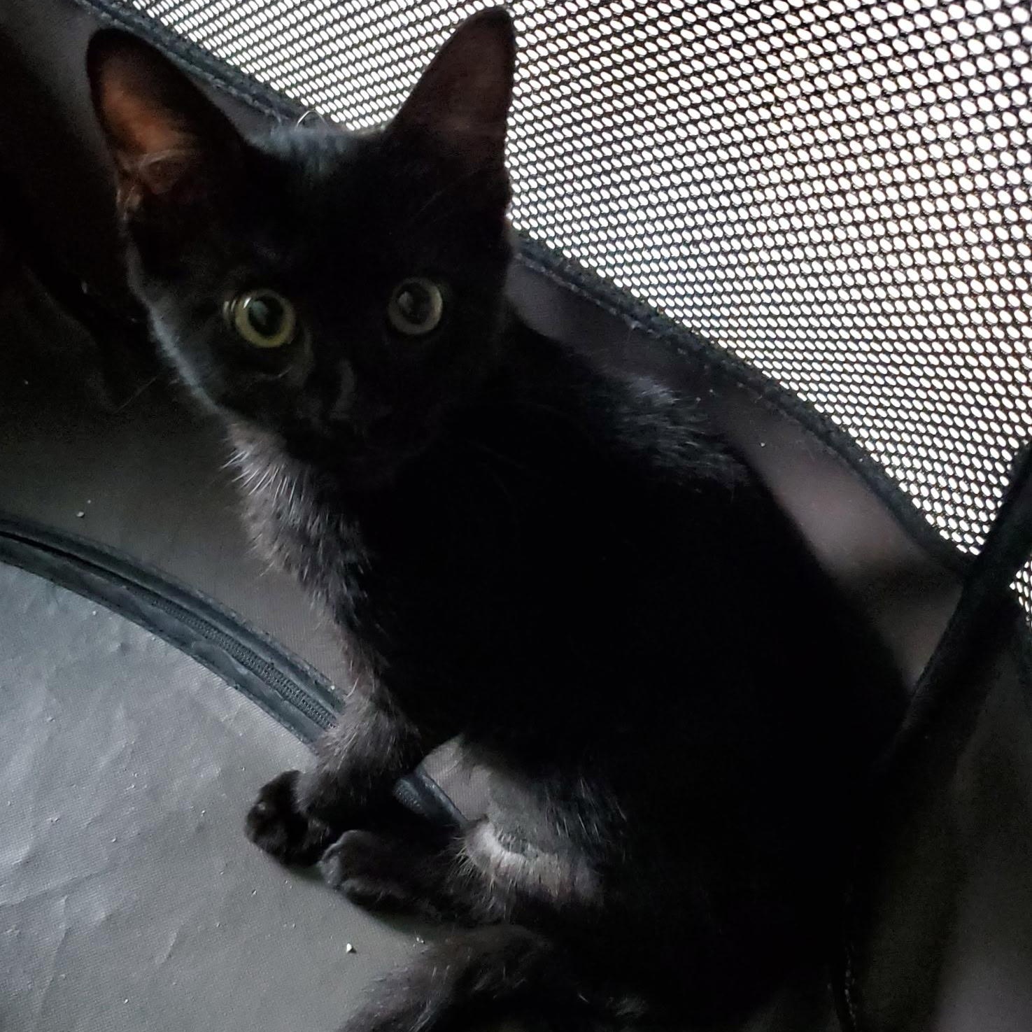 Pearl, Baby Female unknown