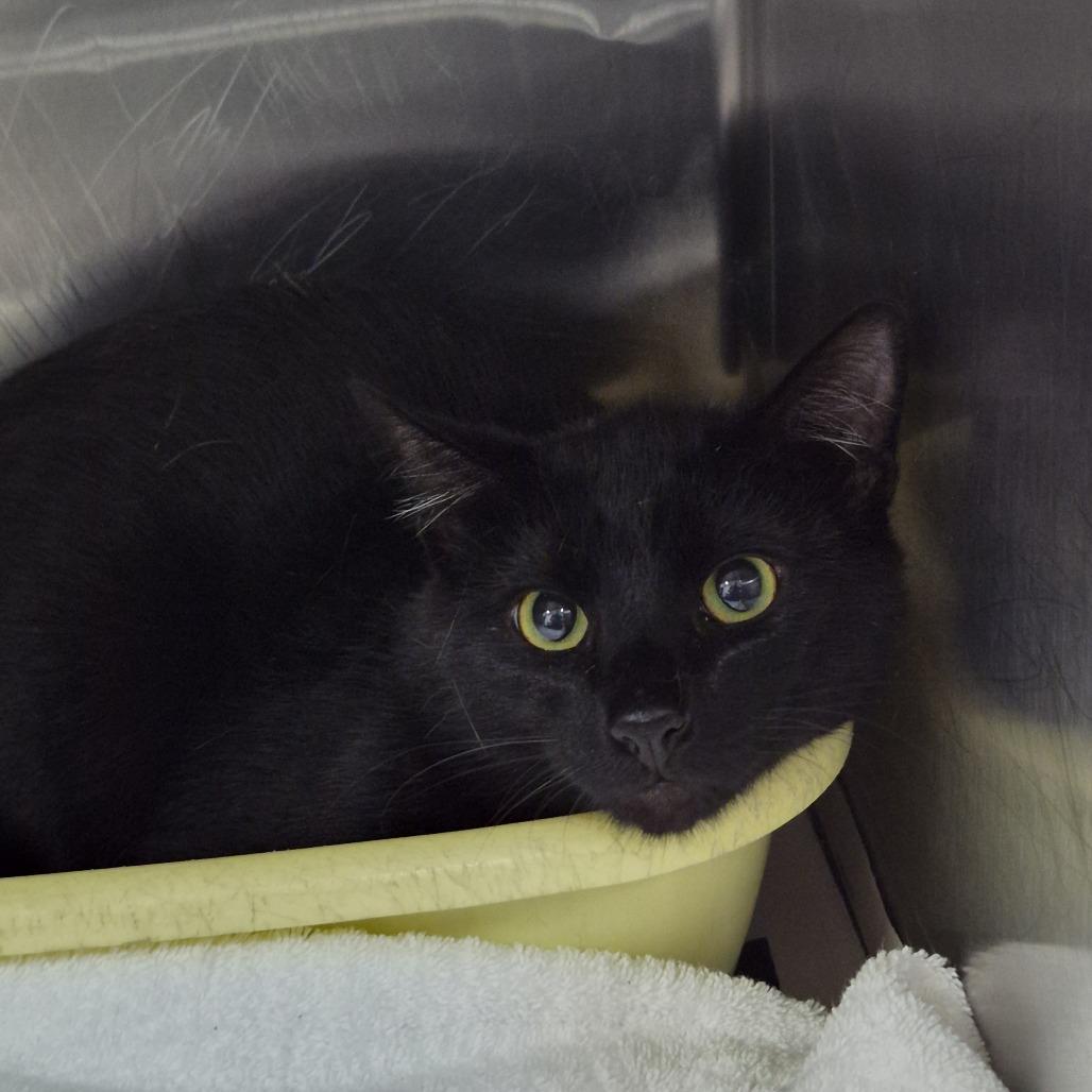 Robbie, Adoptable, Adult Male Domestic Short Hair.
