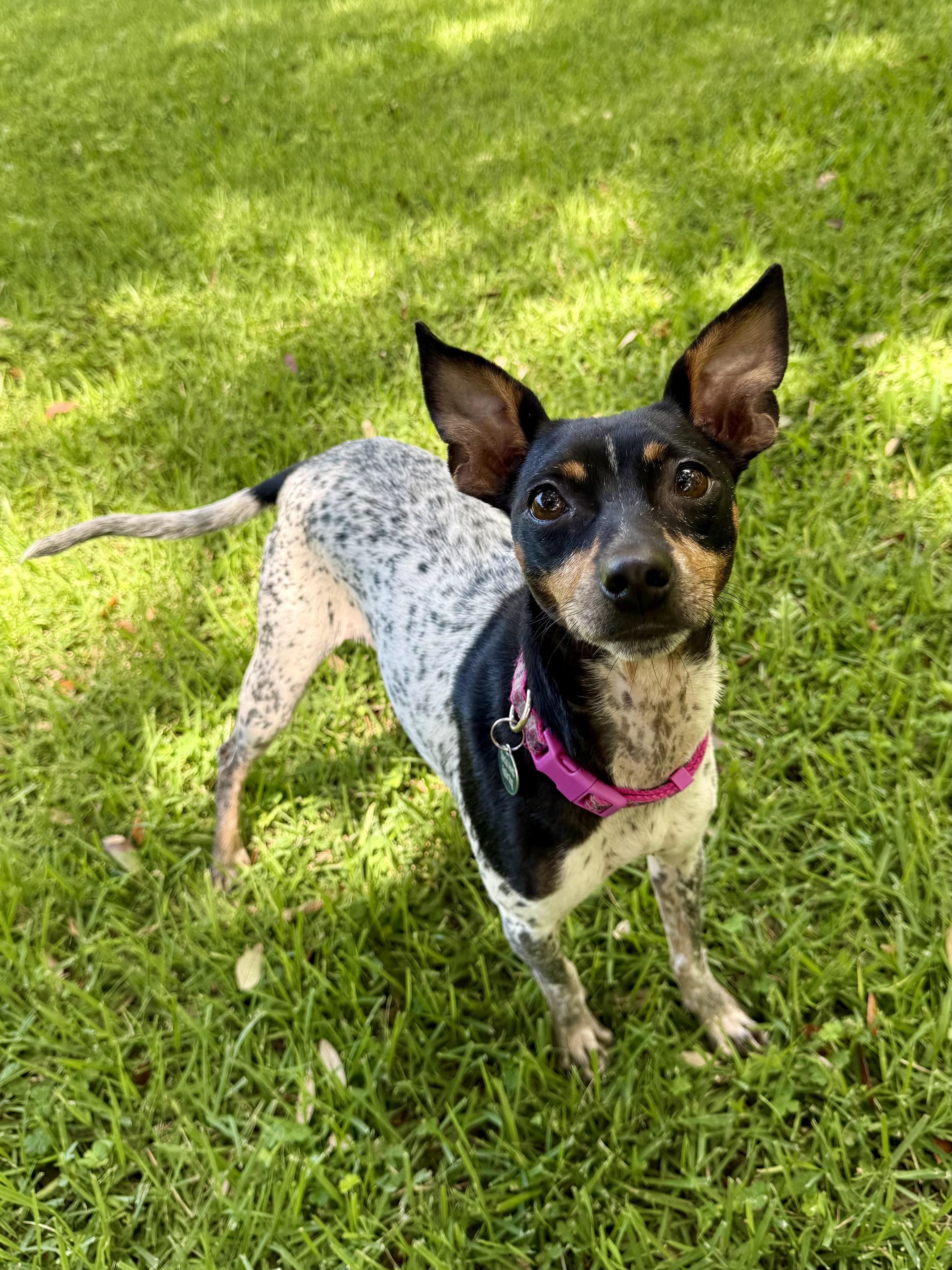 Penelope, an adoptable mixed breed in Milton, FL image 2/6