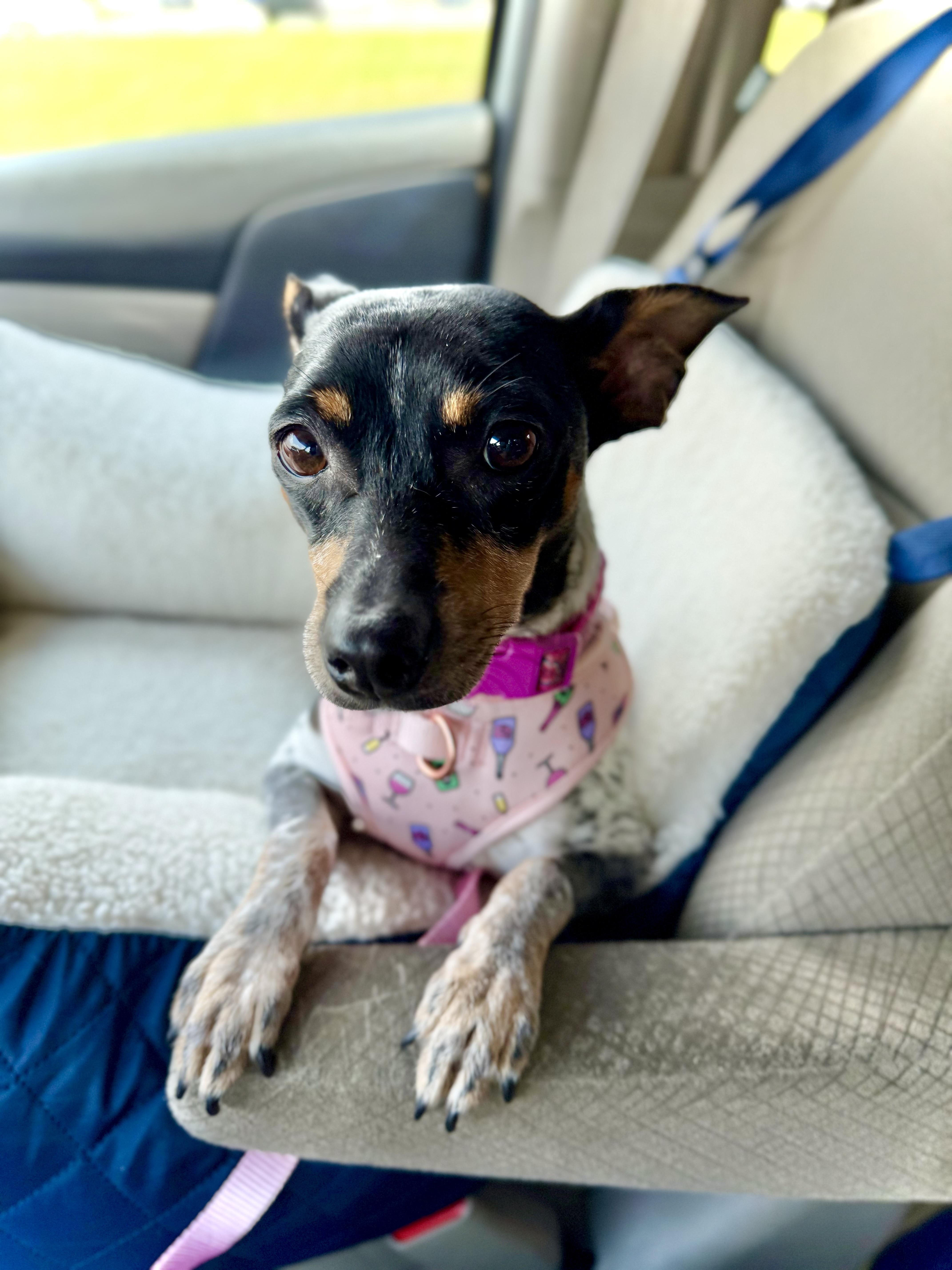 Penelope, an adoptable mixed breed in Milton, FL image 6/6