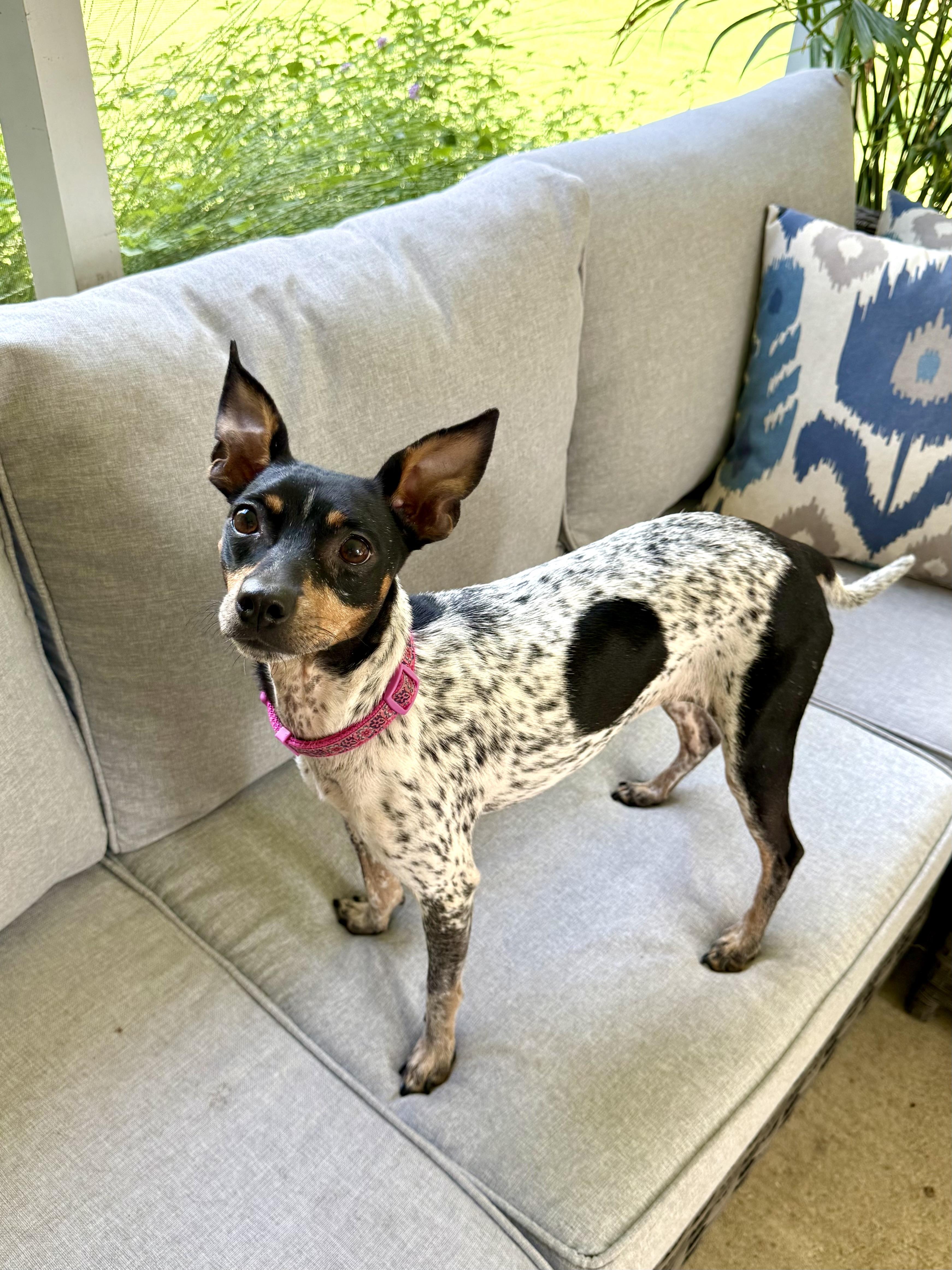 Penelope, an adoptable mixed breed in Milton, FL image 3/6