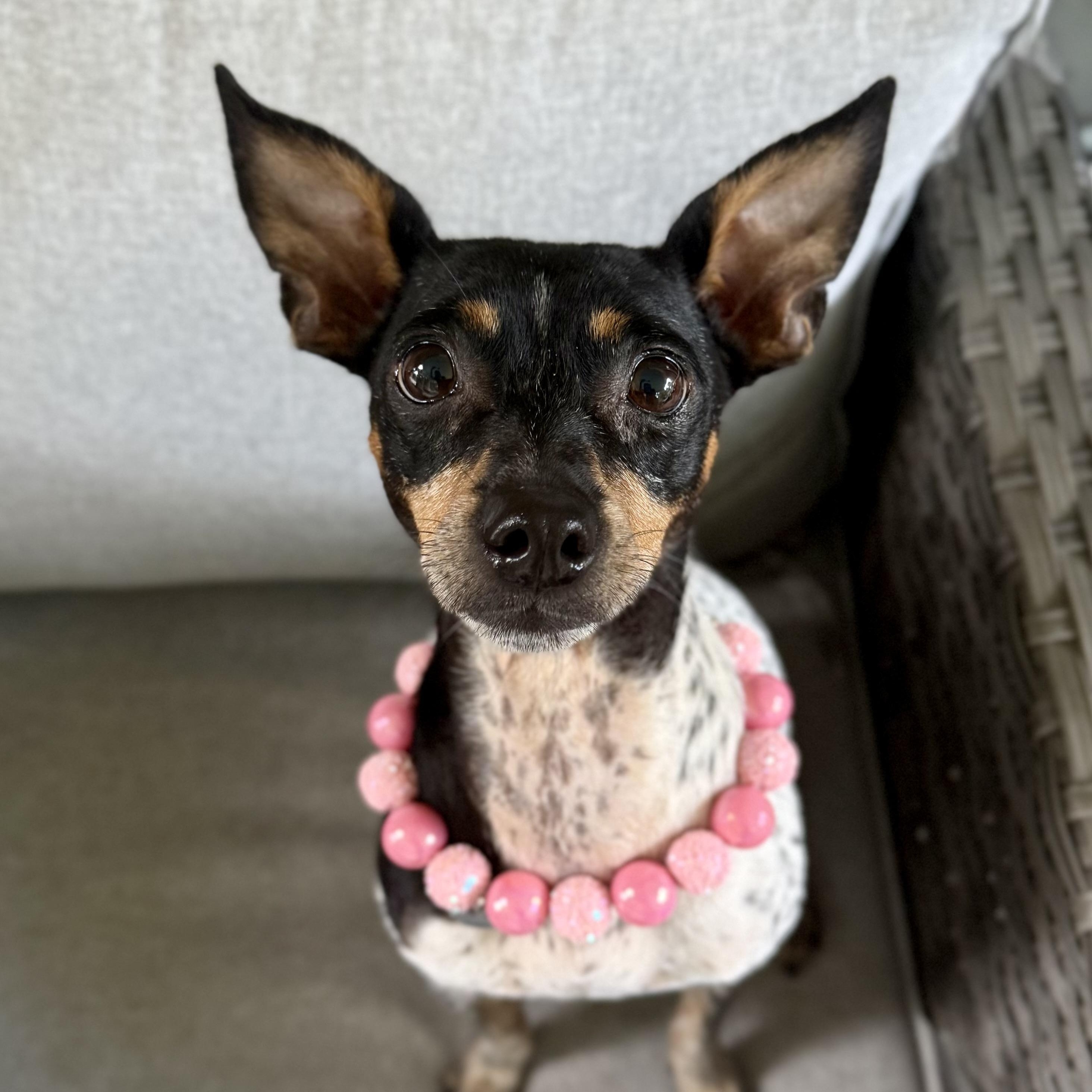 Penelope, an adoptable mixed breed in Milton, FL image 5/6