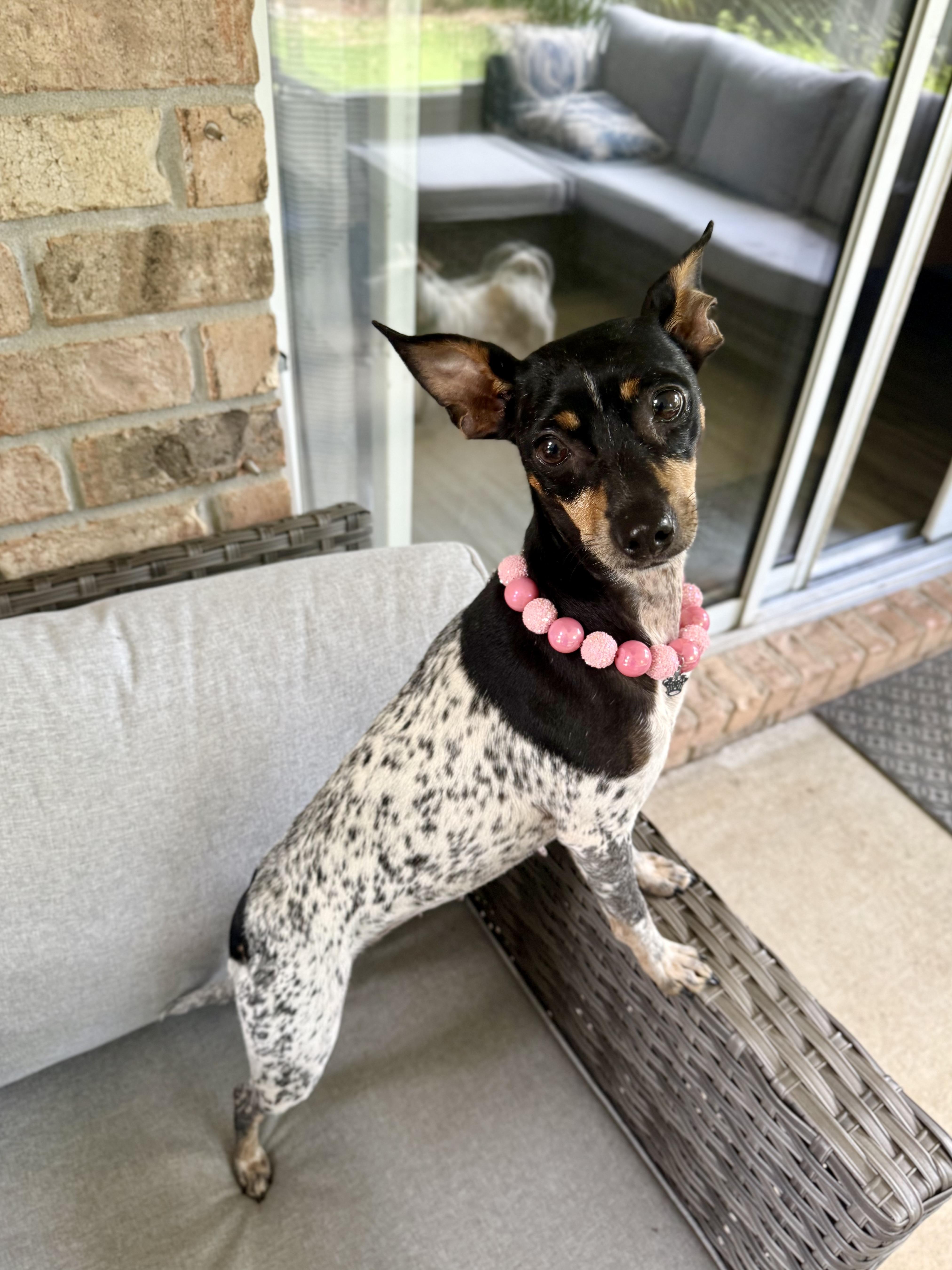 Penelope, adoptable, Adult Female Rat Terrier.