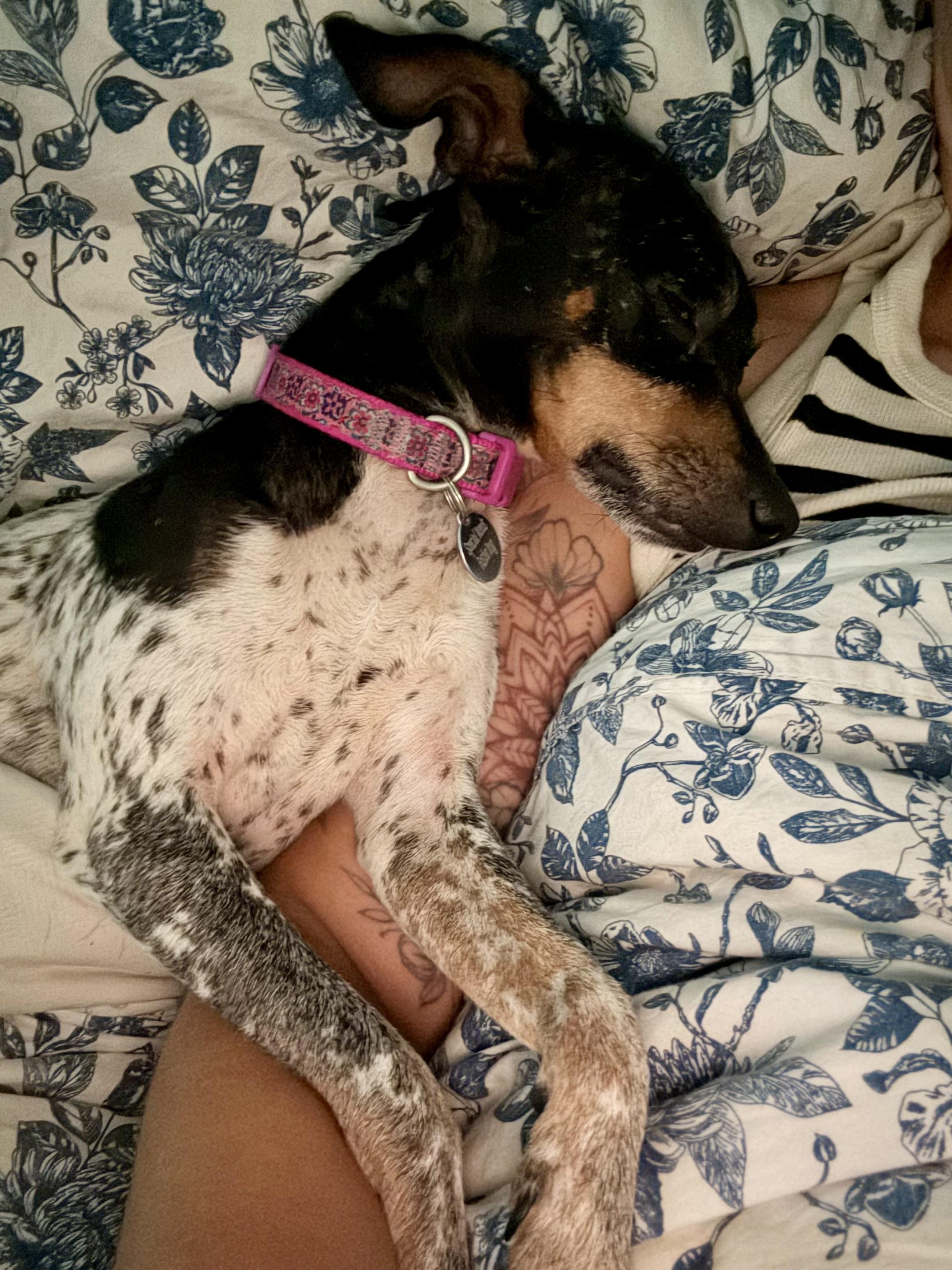 Penelope, an adoptable mixed breed in Milton, FL image 4/6