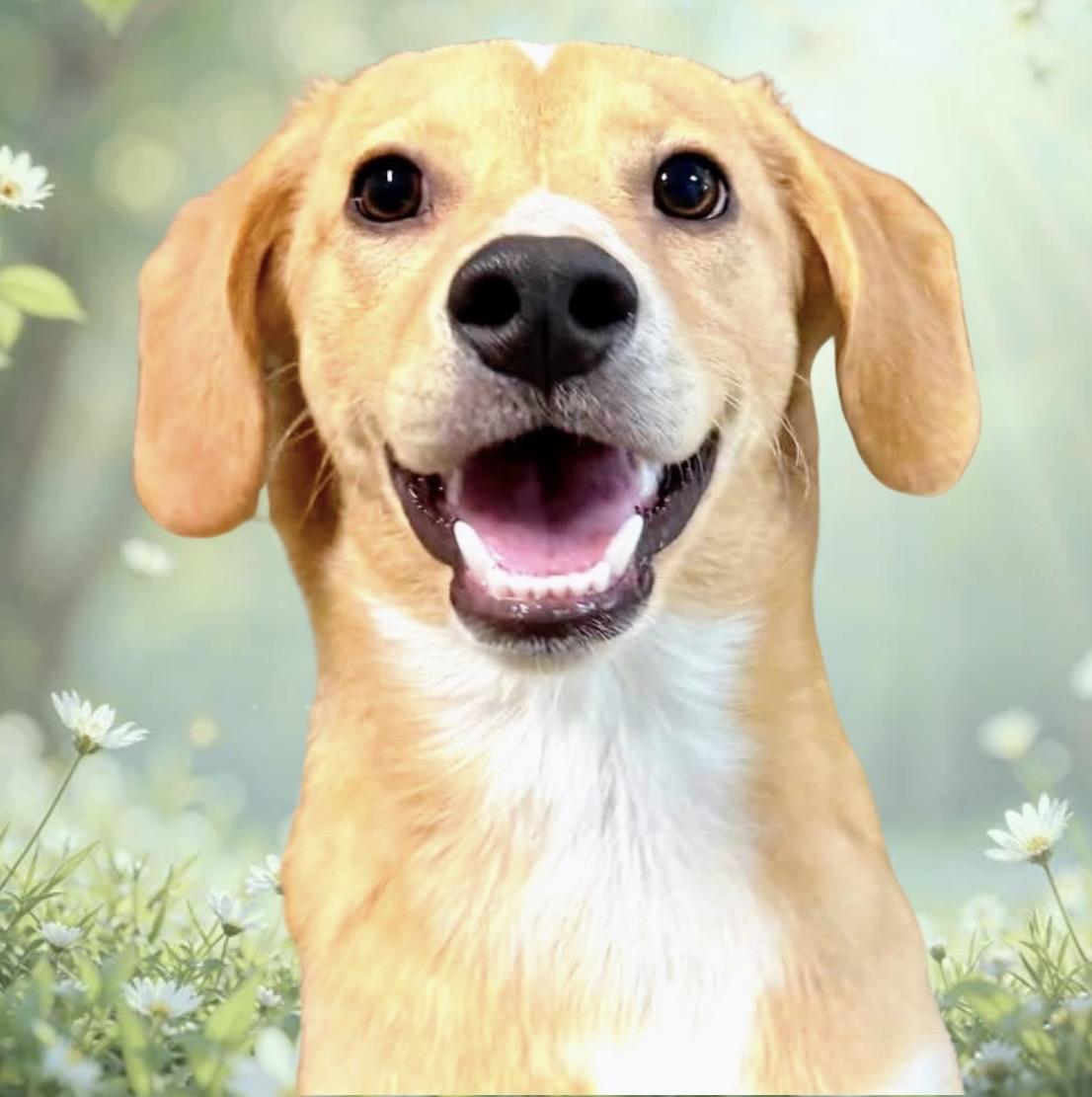 Brodie, ADOPTABLE, Puppy Male Mixed Breed.