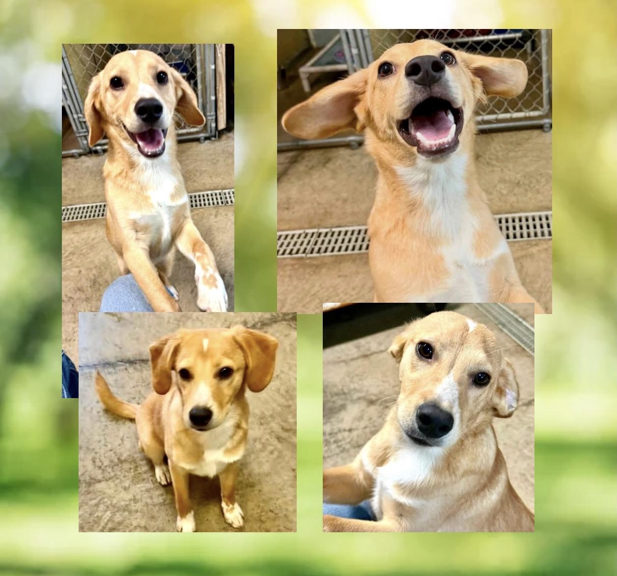 Brodie, a ADOPTABLE Mixed Breed in Westfield, NY image 3/5