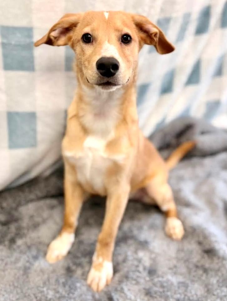 Brodie, a ADOPTABLE Mixed Breed in Westfield, NY image 4/5