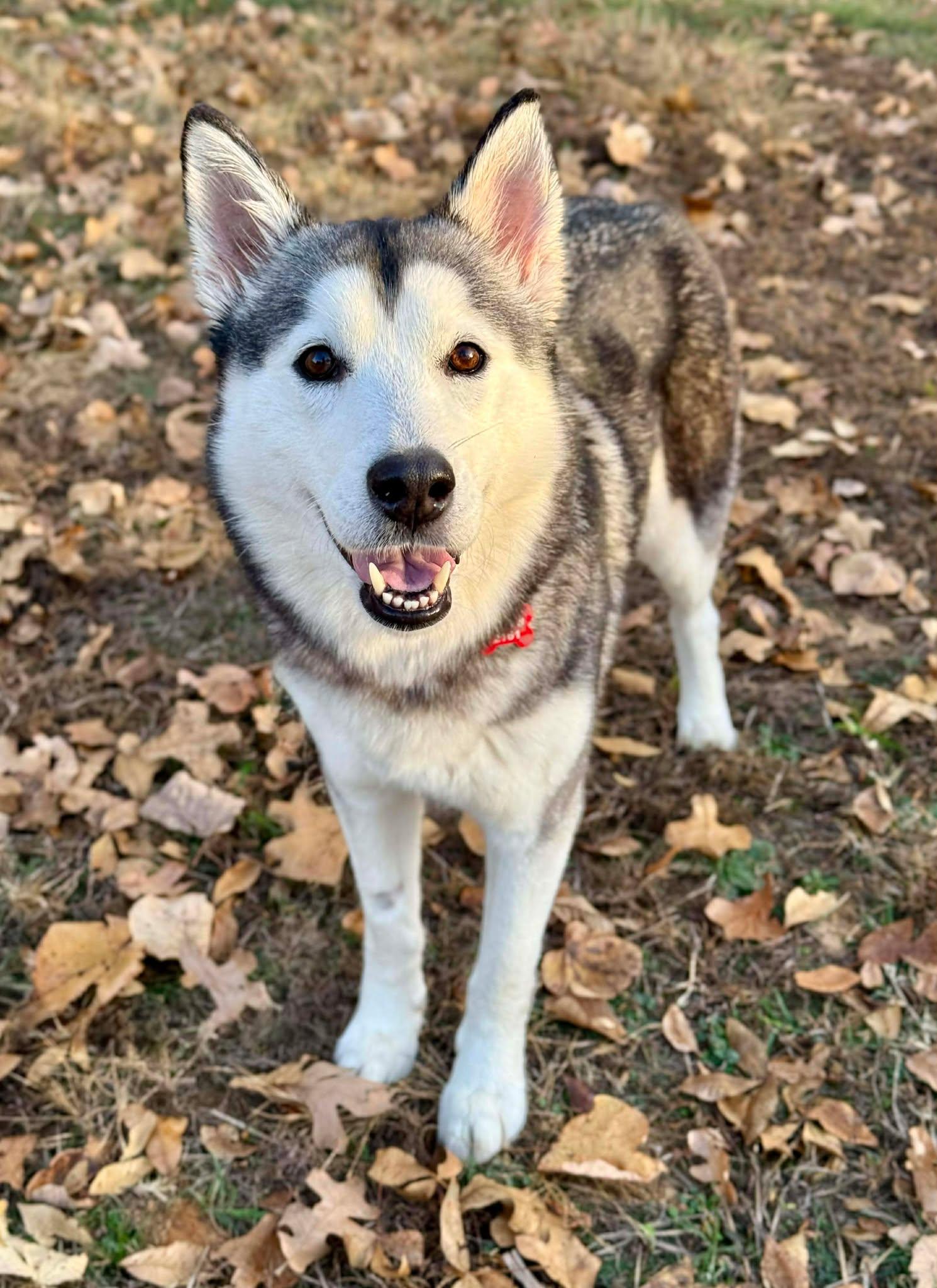 Enlarge Tessie Lou, a Adoptable Siberian Husky in Kiowa, OK image 3/6
