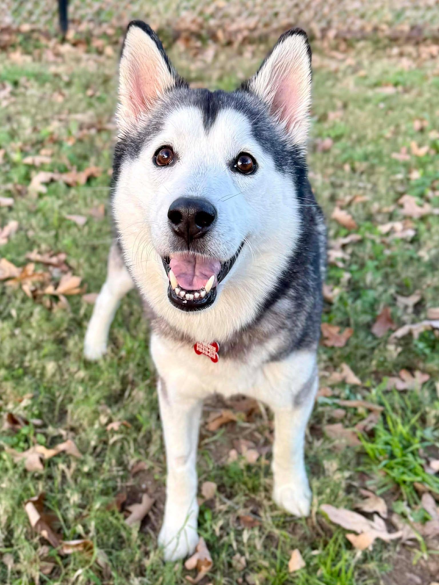 Enlarge Tessie Lou, a Adoptable Siberian Husky in Kiowa, OK image 5/6