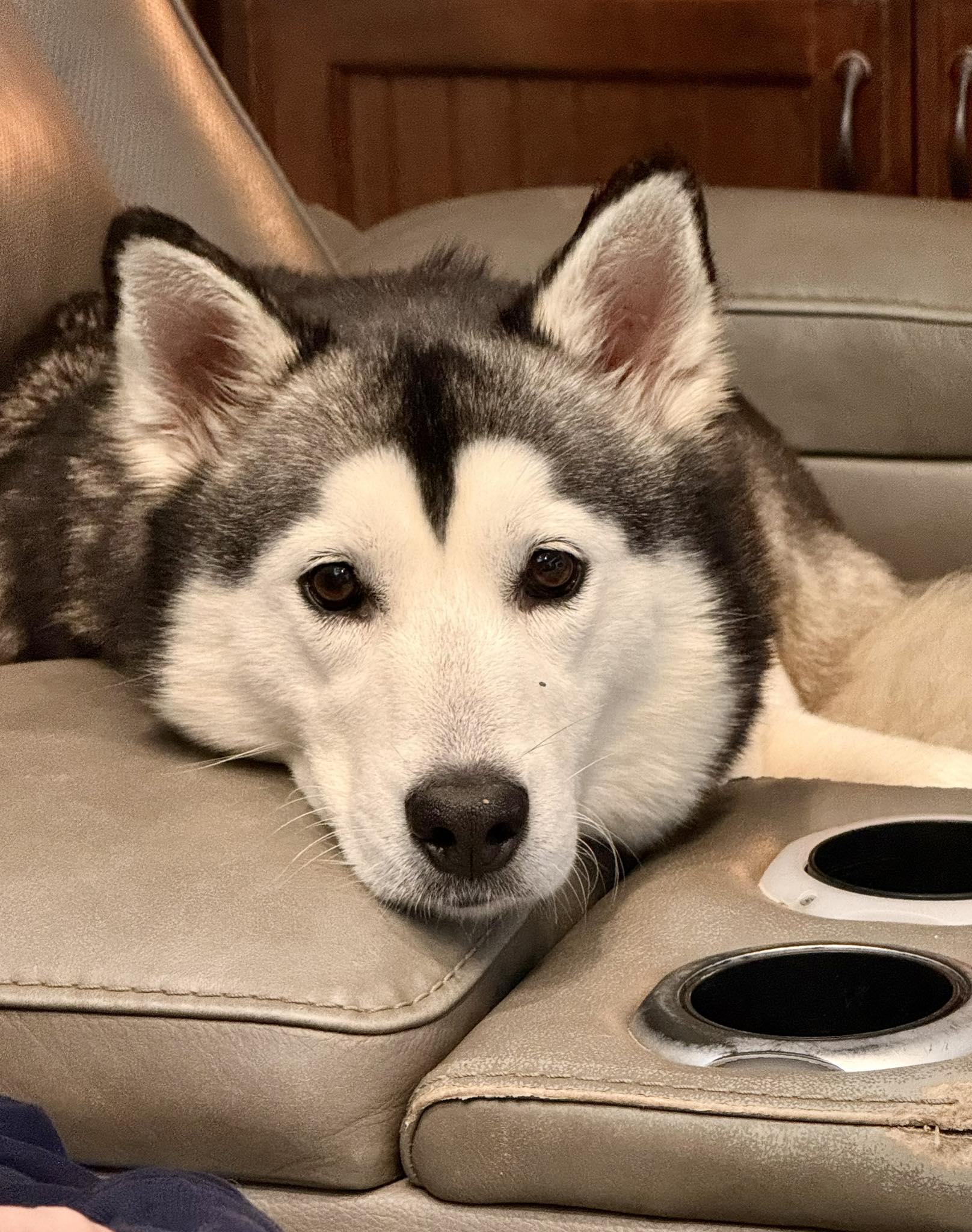 Enlarge Tessie Lou, a Adoptable Siberian Husky in Kiowa, OK image 2/6