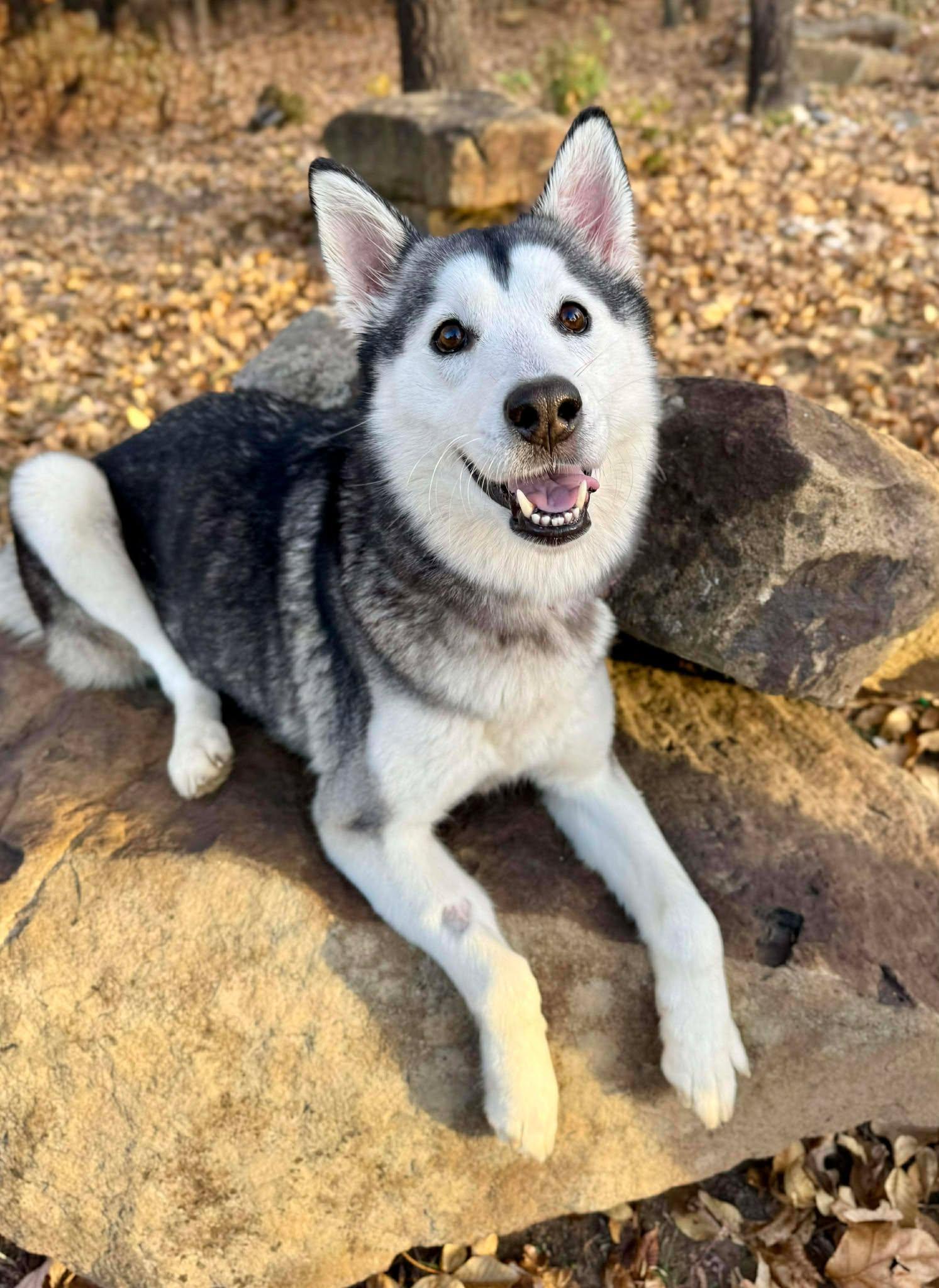 Enlarge Tessie Lou, a Adoptable Siberian Husky in Kiowa, OK image 4/6