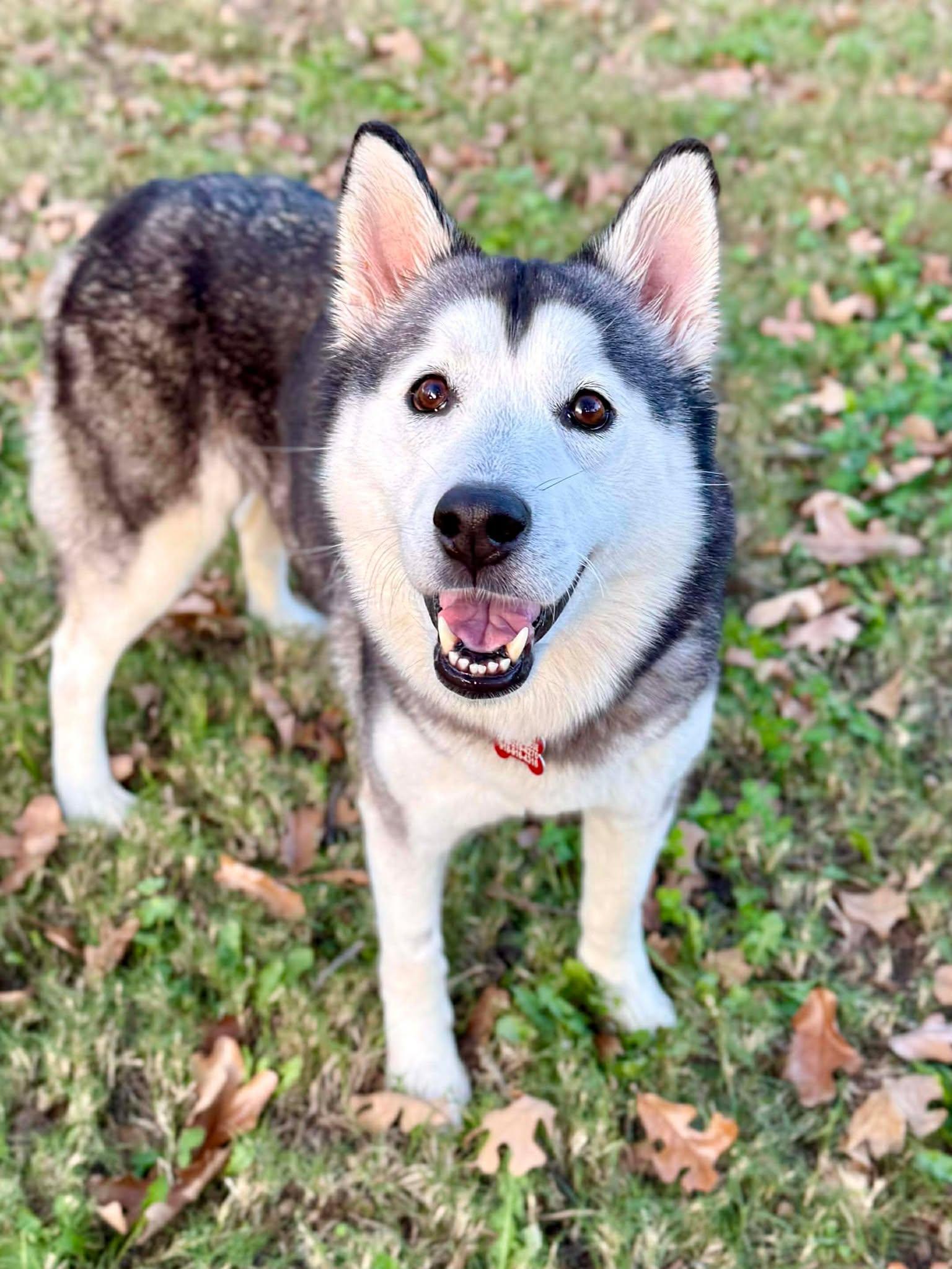 Enlarge Tessie Lou, a Adoptable Siberian Husky in Kiowa, OK image 6/6