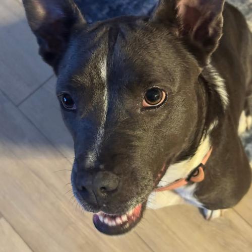Izzy, Adoptable, Young Female Mixed Breed.
