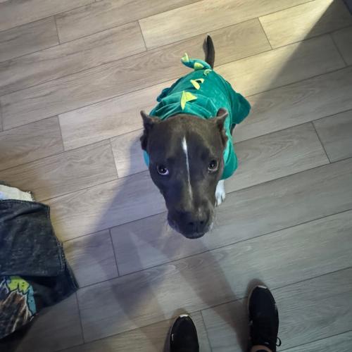 Izzy, a Adoptable mixed breed in Bellmawr, NJ image 2/6