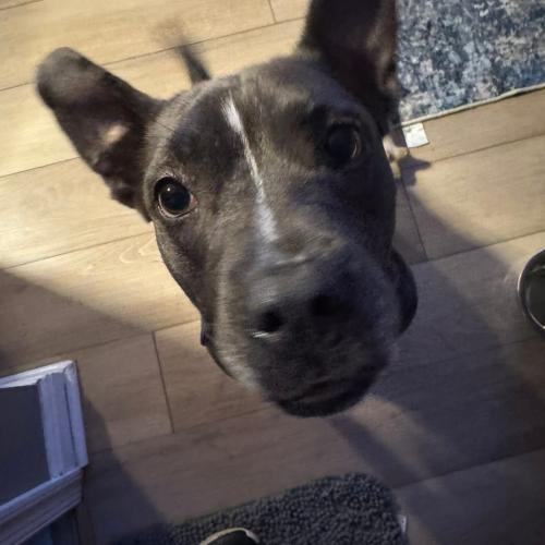 Izzy, a Adoptable mixed breed in Bellmawr, NJ image 3/6