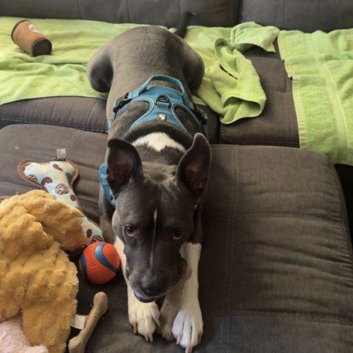 Izzy, a Adoptable mixed breed in Bellmawr, NJ image 4/6