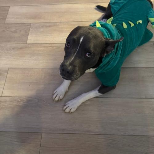 Izzy, a Adoptable mixed breed in Bellmawr, NJ image 5/6